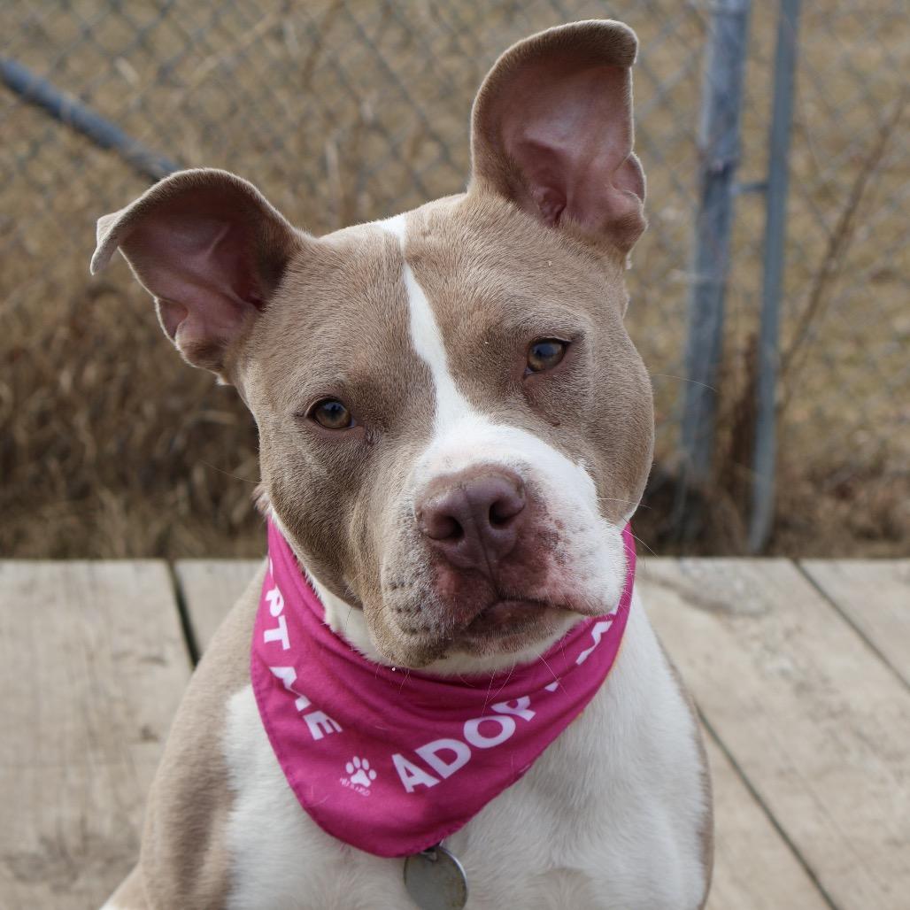 Enlarge Garnet, a Adoptable mixed breed in Brookfield, WI image 6/6