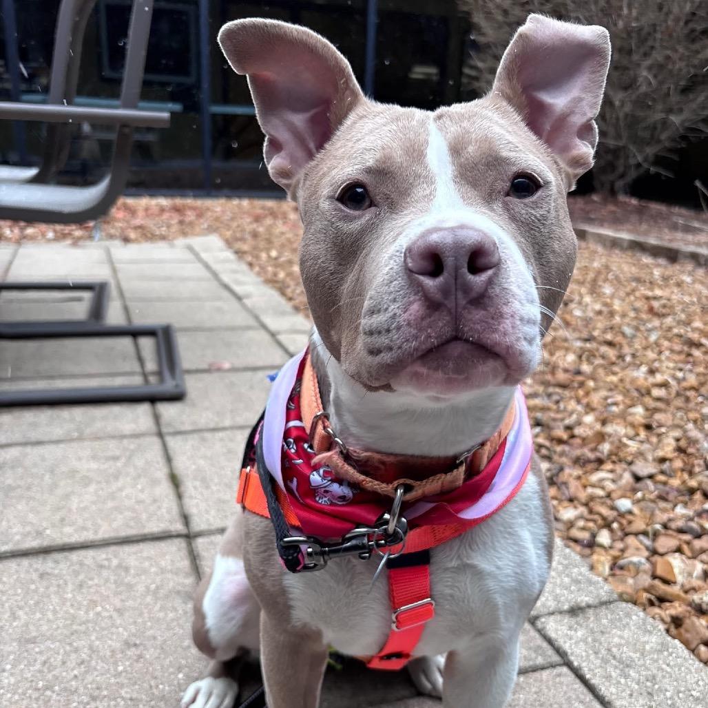 Enlarge Garnet, a Adoptable mixed breed in Brookfield, WI image 6/6