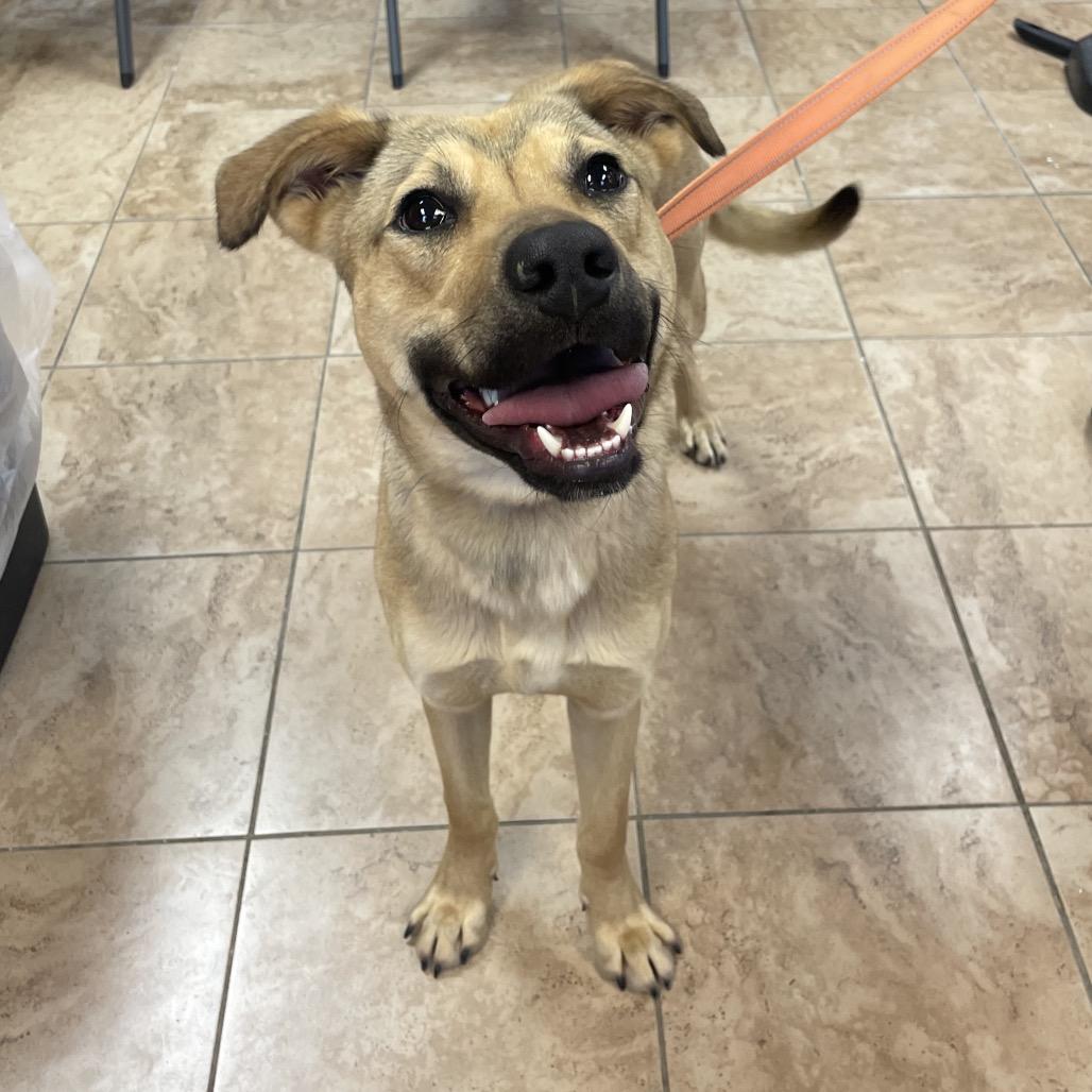 Enlarge Gabe, a Adoptable mixed breed in Alabaster, AL image 1/6