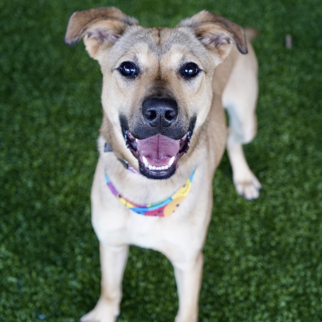Enlarge Gabe, a Adoptable mixed breed in Alabaster, AL image 2/6