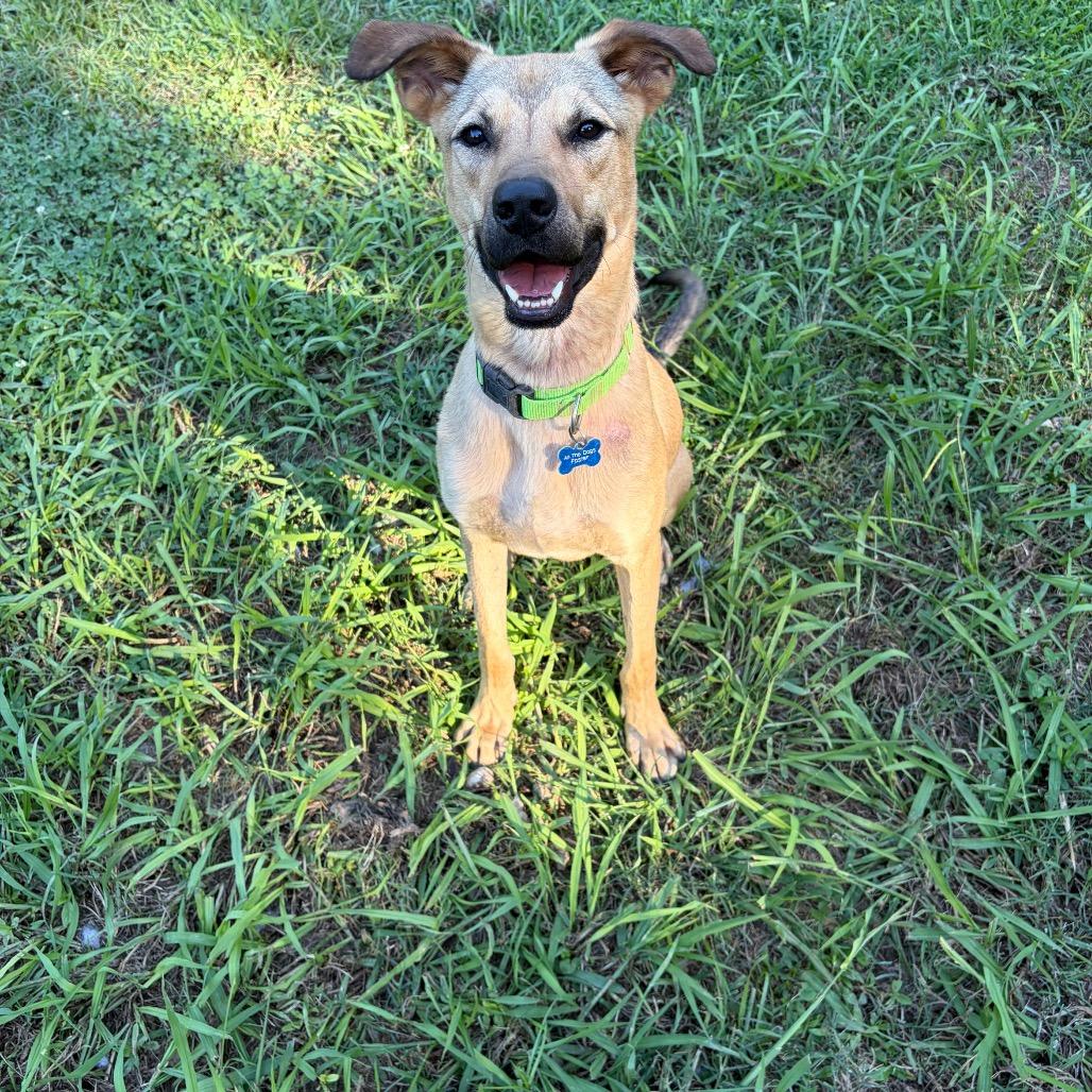 Enlarge Gabe, a Adoptable mixed breed in Alabaster, AL image 3/6