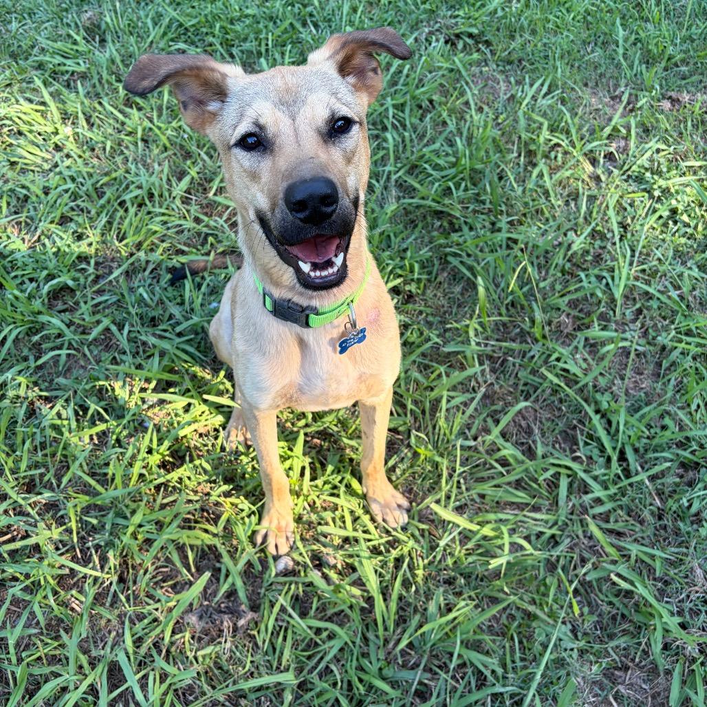 Enlarge Gabe, a Adoptable mixed breed in Alabaster, AL image 4/6