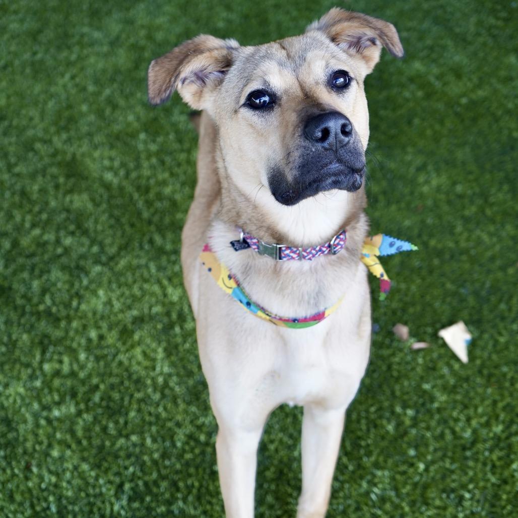 Enlarge Gabe, a Adoptable mixed breed in Alabaster, AL image 5/6