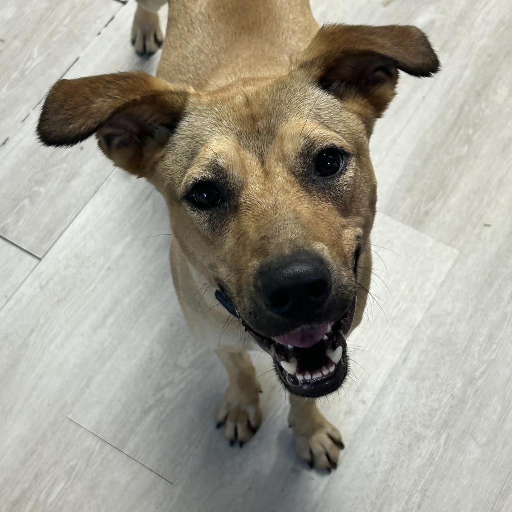 Enlarge Gabe, a Adoptable mixed breed in Alabaster, AL image 6/6