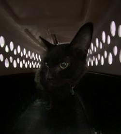 Enlarge 58916789, a Adoptable mixed breed in El Paso, TX image 1/1