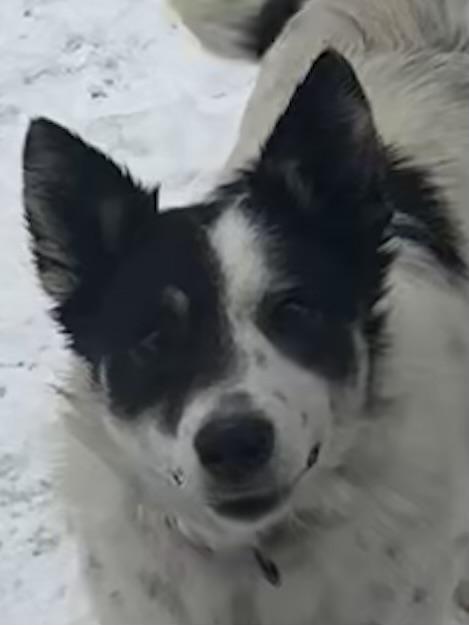 Enlarge Lassie, a ADOPTABLE mixed breed in Hop Bottom, PA image 1/1
