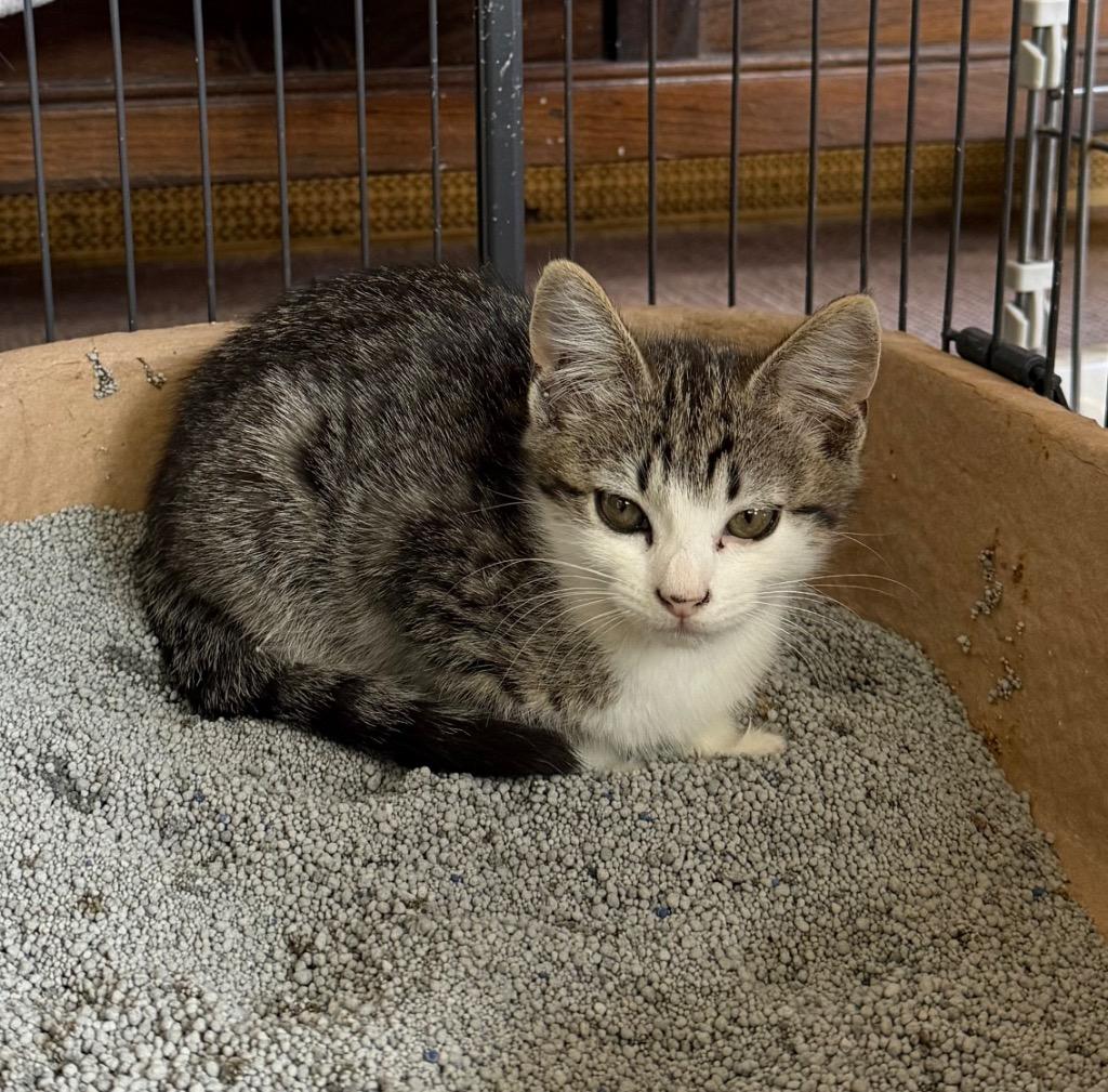 Enlarge London, a Adoptable mixed breed in Spring, TX image 2/2