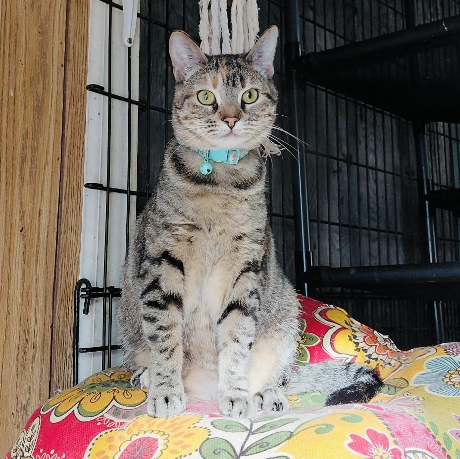 Asuki — thumbnail 3