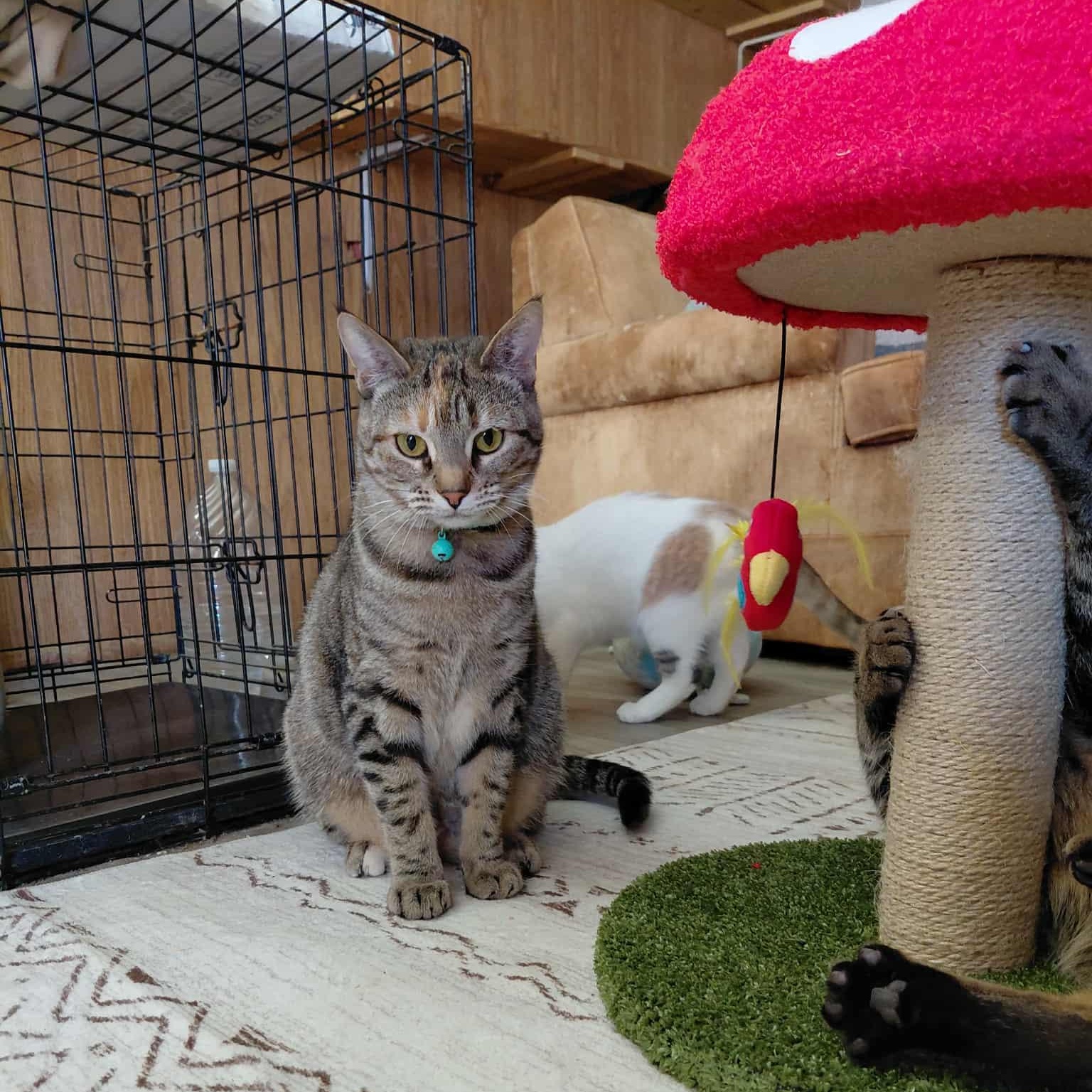 Asuki — thumbnail 4