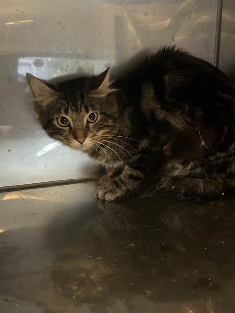 Enlarge GEORGE, a Adoptable Domestic Short Hair in Fort Myers, FL image 1/1