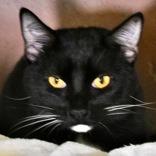Abbie Saja, Adoptable, Young Male Domestic Short Hair.