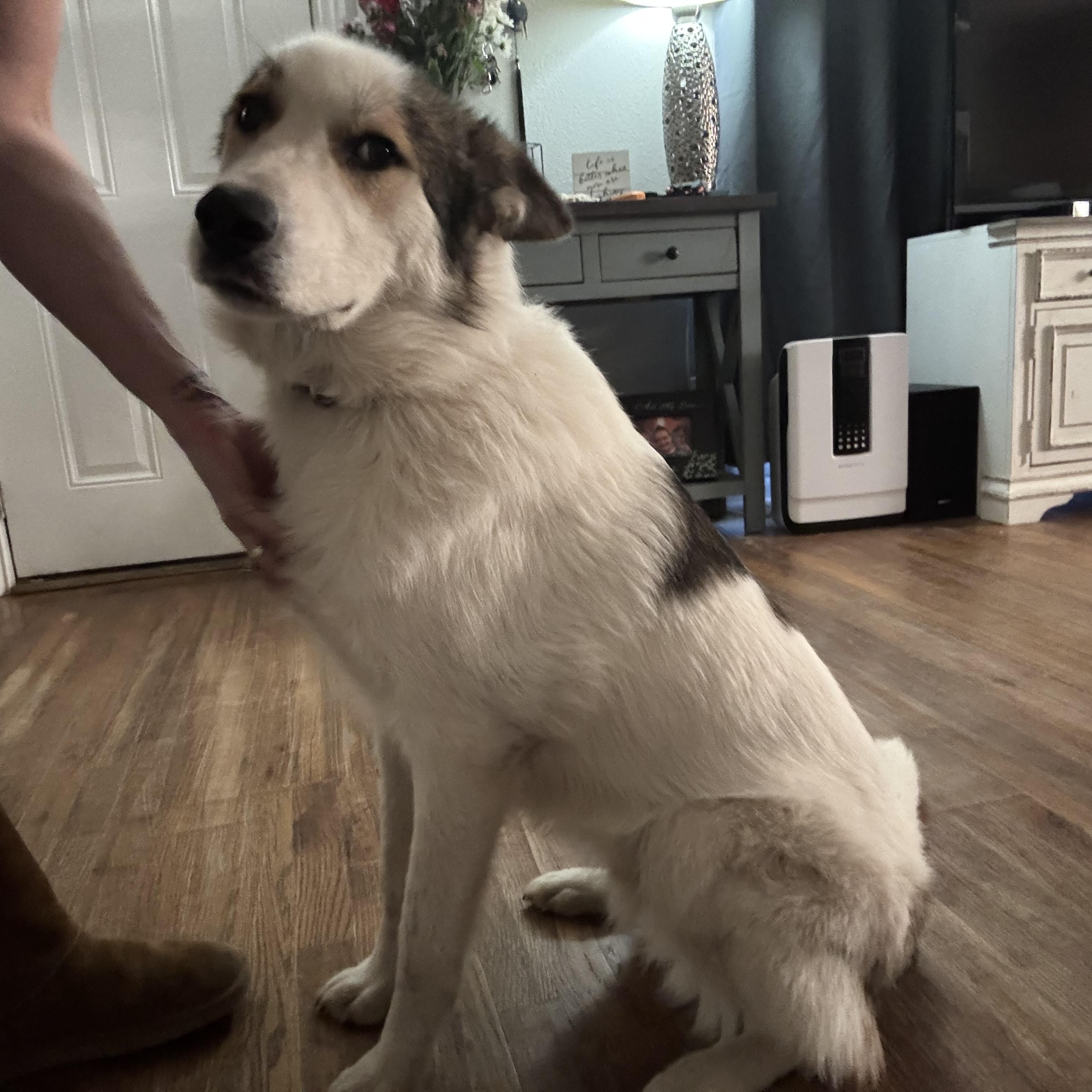 Woody — thumbnail 3