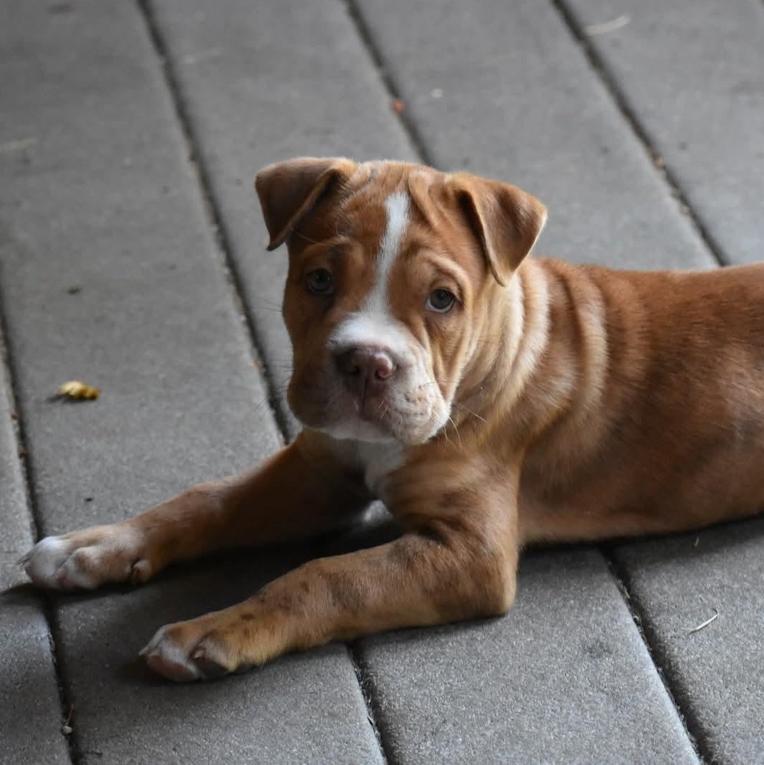 Enlarge Winston, a Adopted mixed breed in Danbury, CT image 2/4