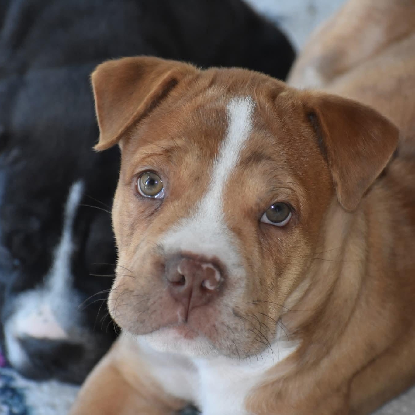 Enlarge Winston, a Adopted mixed breed in Danbury, CT image 1/4