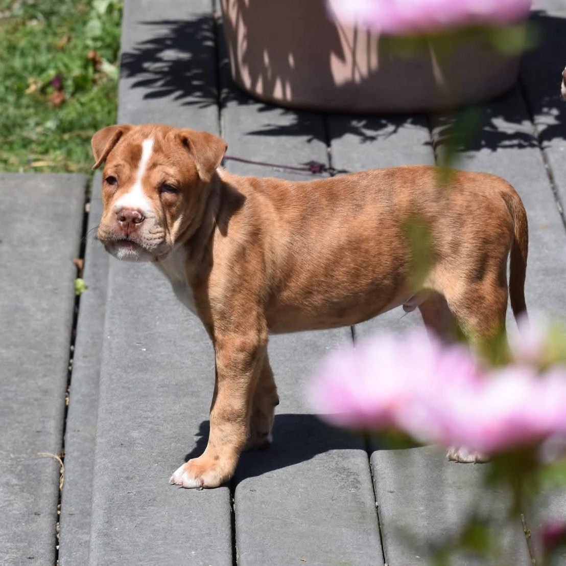 Enlarge Winston, a Adopted mixed breed in Danbury, CT image 3/4