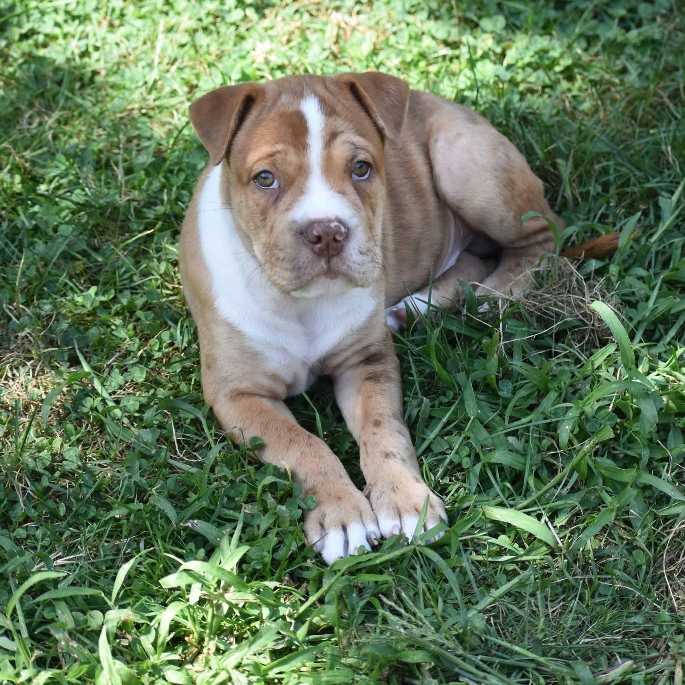 Enlarge Winston, a Adopted mixed breed in Danbury, CT image 4/4