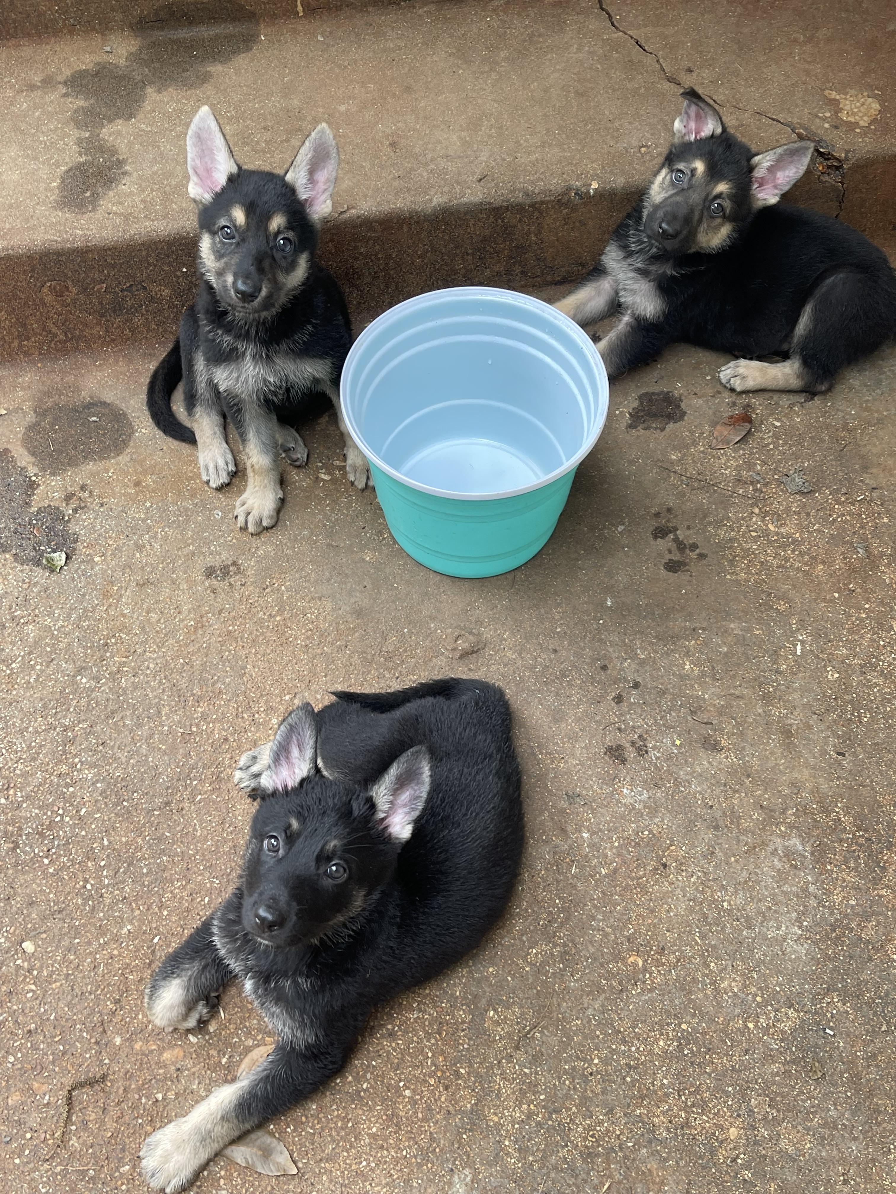 Rocky, Baby Male German Shepherd Dog