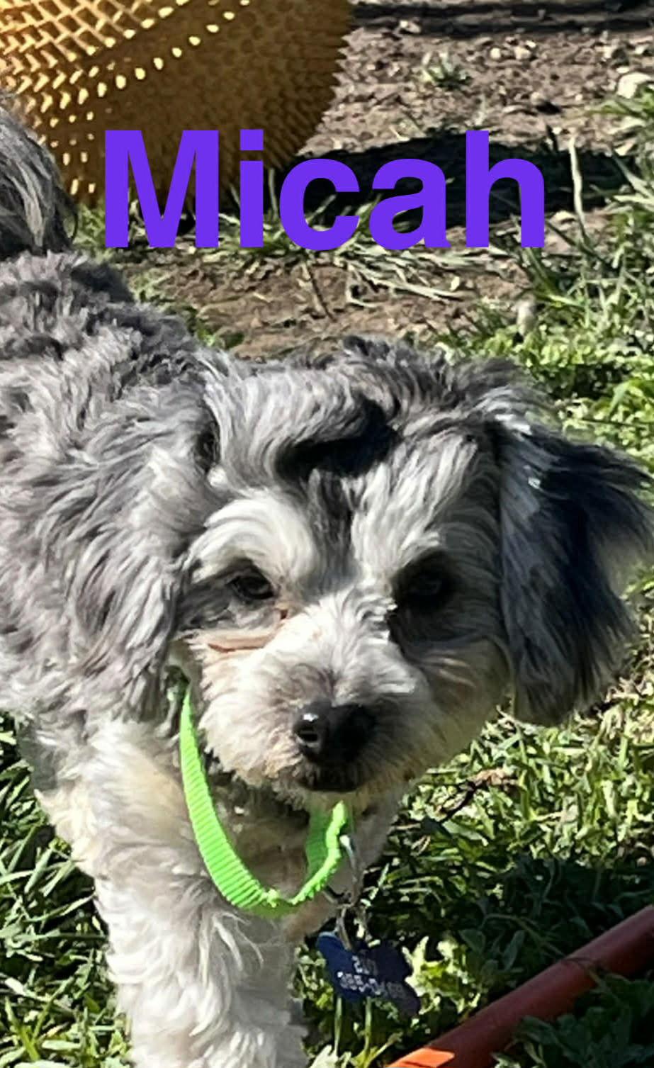 Micah — thumbnail 2