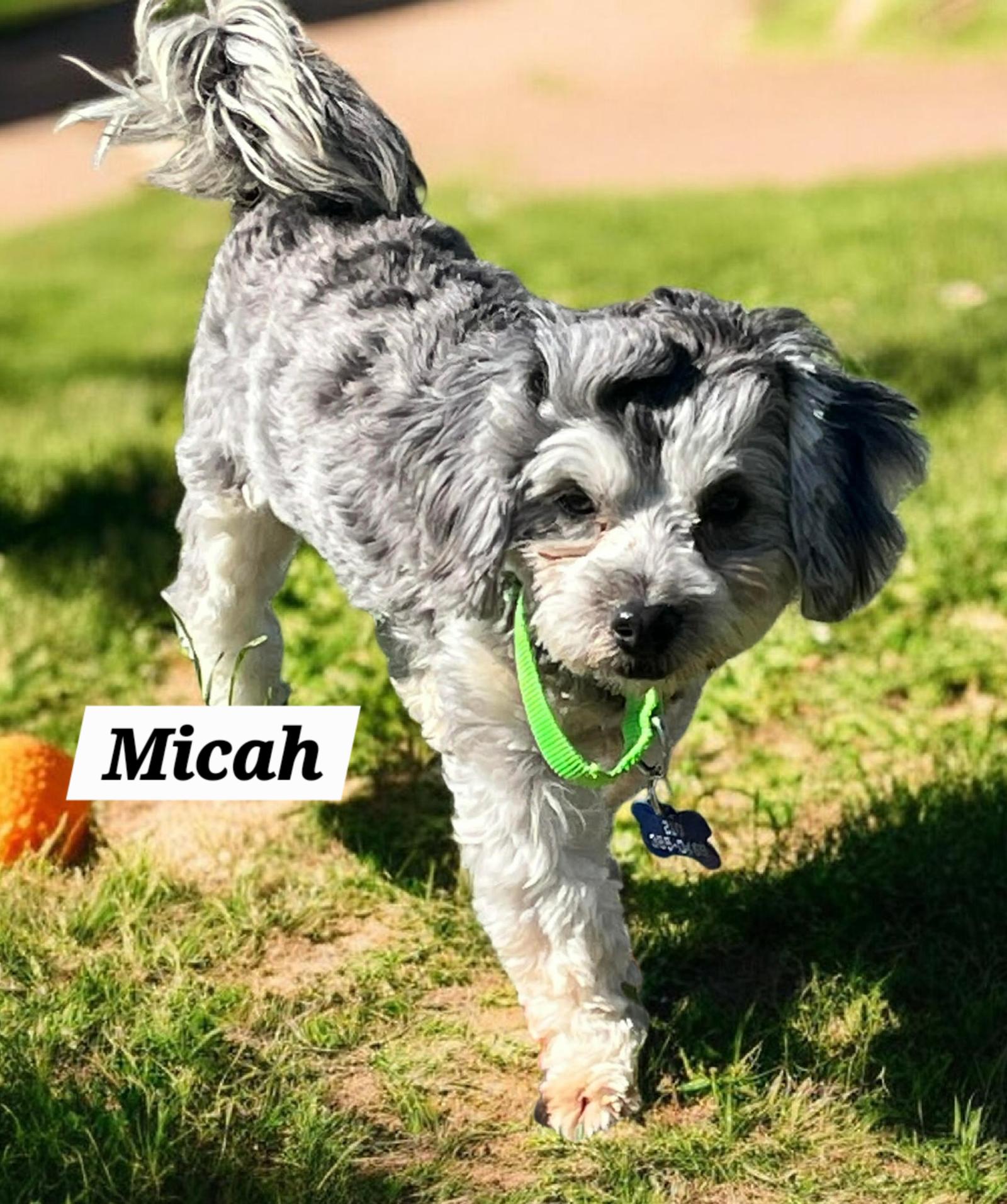 Micah — thumbnail 3
