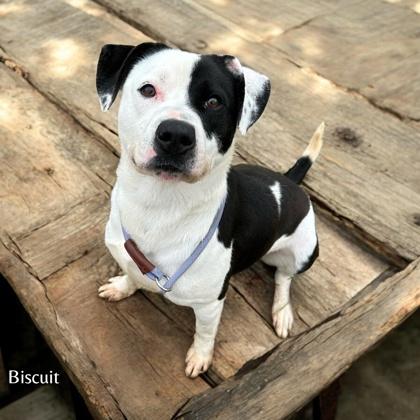 Biscuit — thumbnail 2