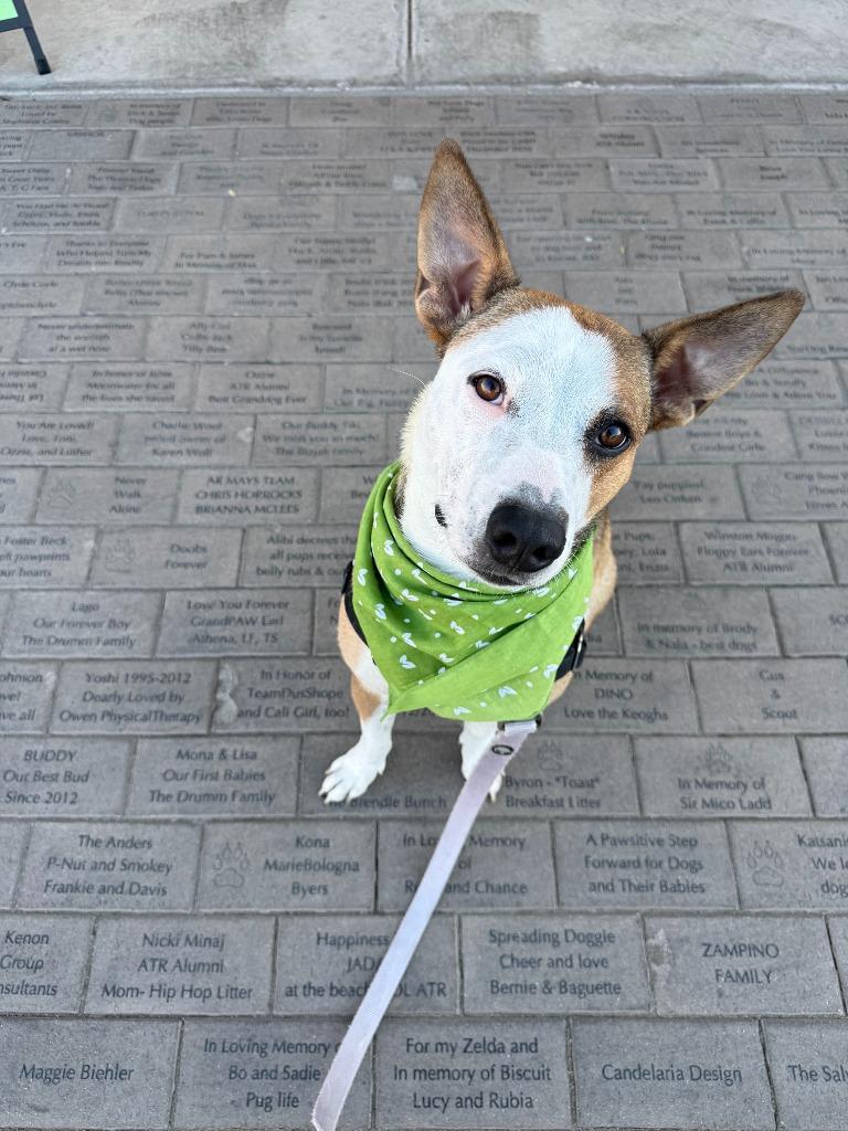 Cherry, a Adoptable mixed breed in Phoenix, AZ image 2/5