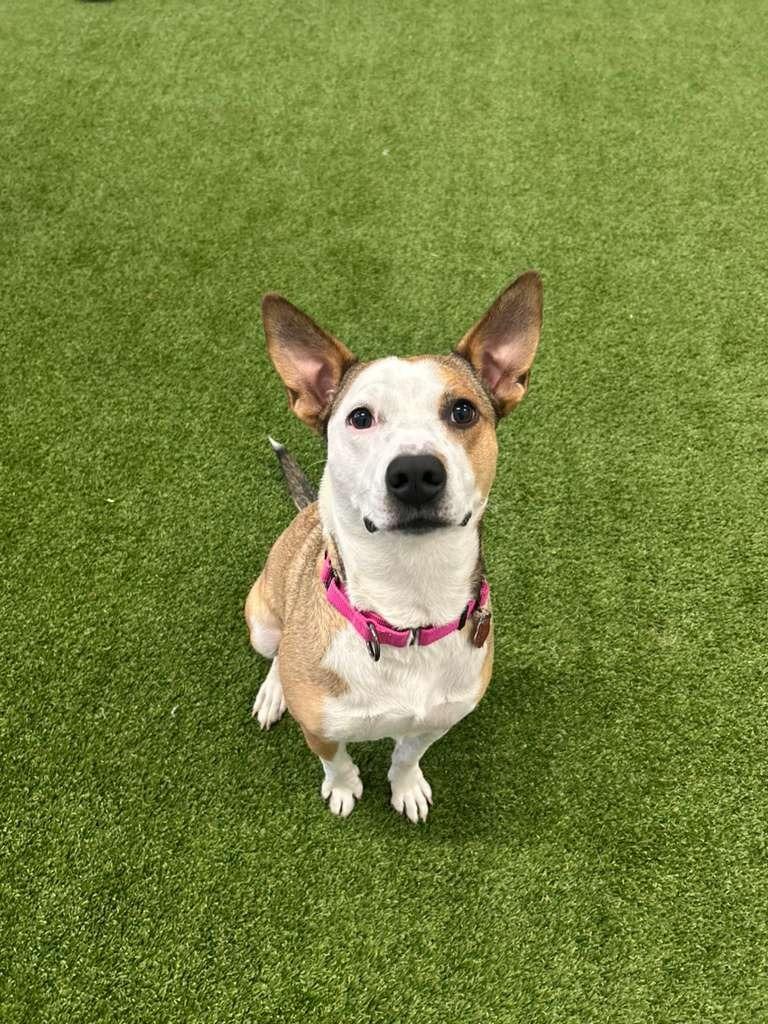 Cherry, a Adoptable mixed breed in Phoenix, AZ image 4/5