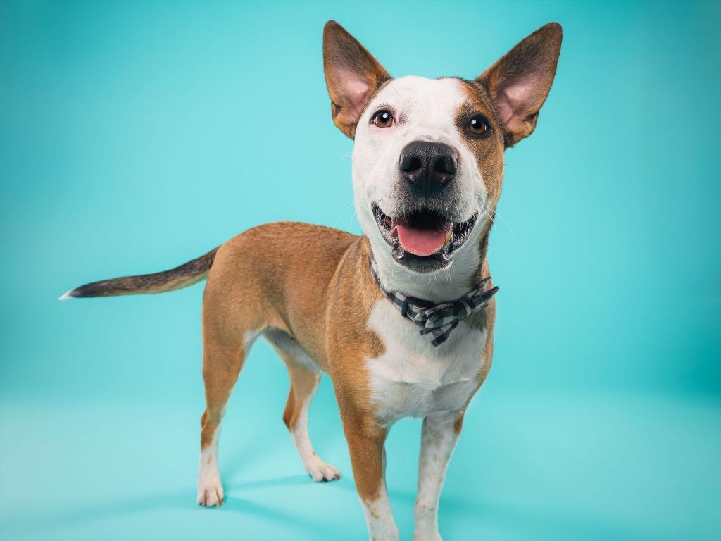 Cherry, a Adoptable mixed breed in Phoenix, AZ image 5/5