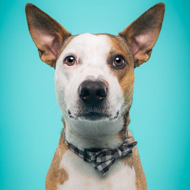 Cherry, Adoptable, Adult Female Australian Shepherd & Cattle Dog.