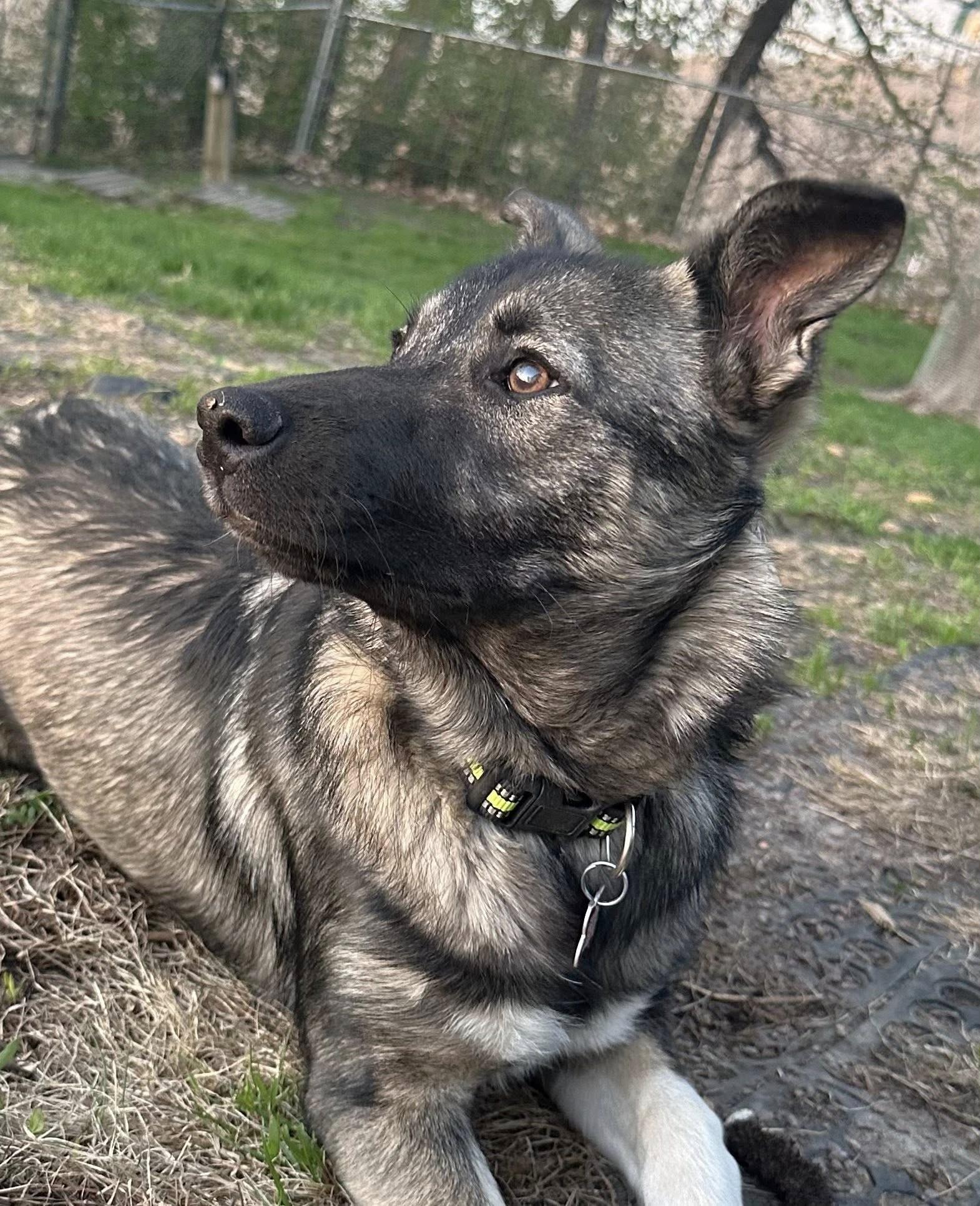Bingo - $250 Adoption Fee!, an adoptable Border Collie, German Shepherd Dog in St. Joseph, MN, 56374 | Photo Image 5