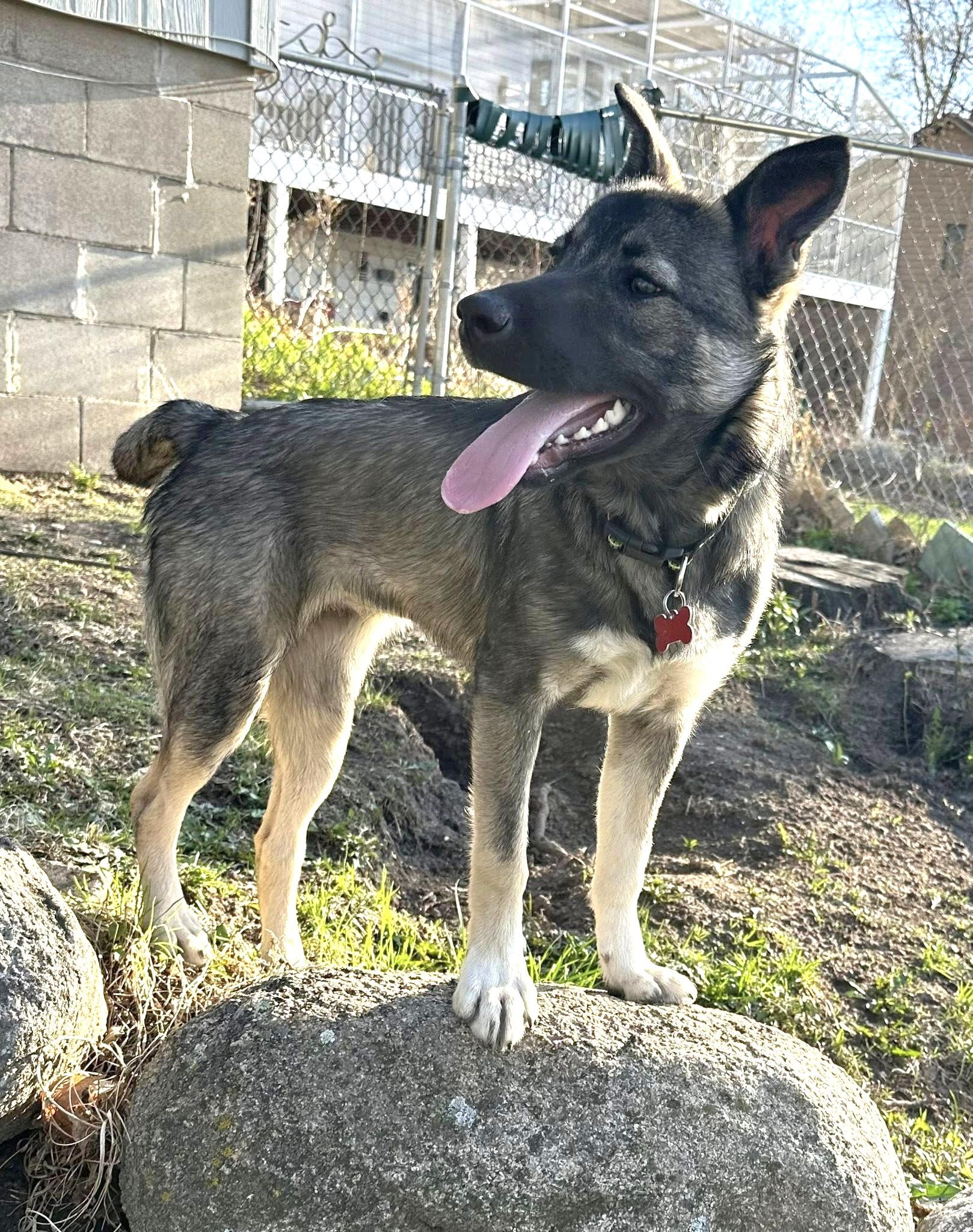 Bingo - $250 Adoption Fee!, an adoptable Border Collie, German Shepherd Dog in St. Joseph, MN, 56374 | Photo Image 4