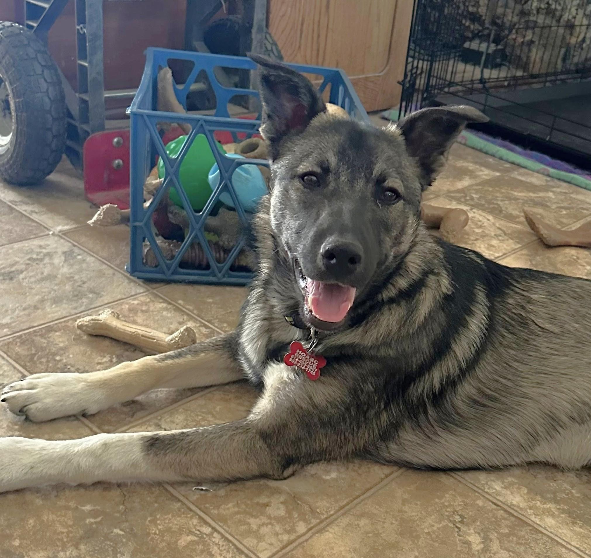 Bingo - $250 Adoption Fee!, an adoptable Border Collie, German Shepherd Dog in St. Joseph, MN, 56374 | Photo Image 1
