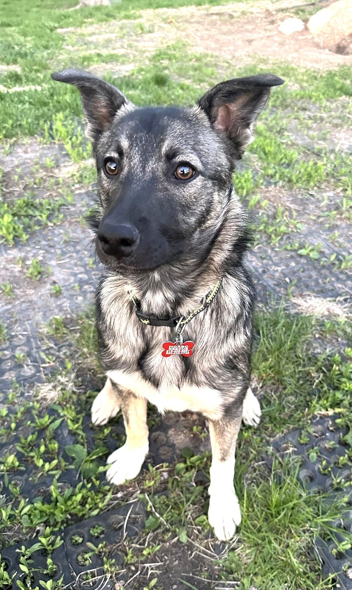 Bingo - $250 Adoption Fee!, an adoptable Border Collie, German Shepherd Dog in St. Joseph, MN, 56374 | Photo Image 3