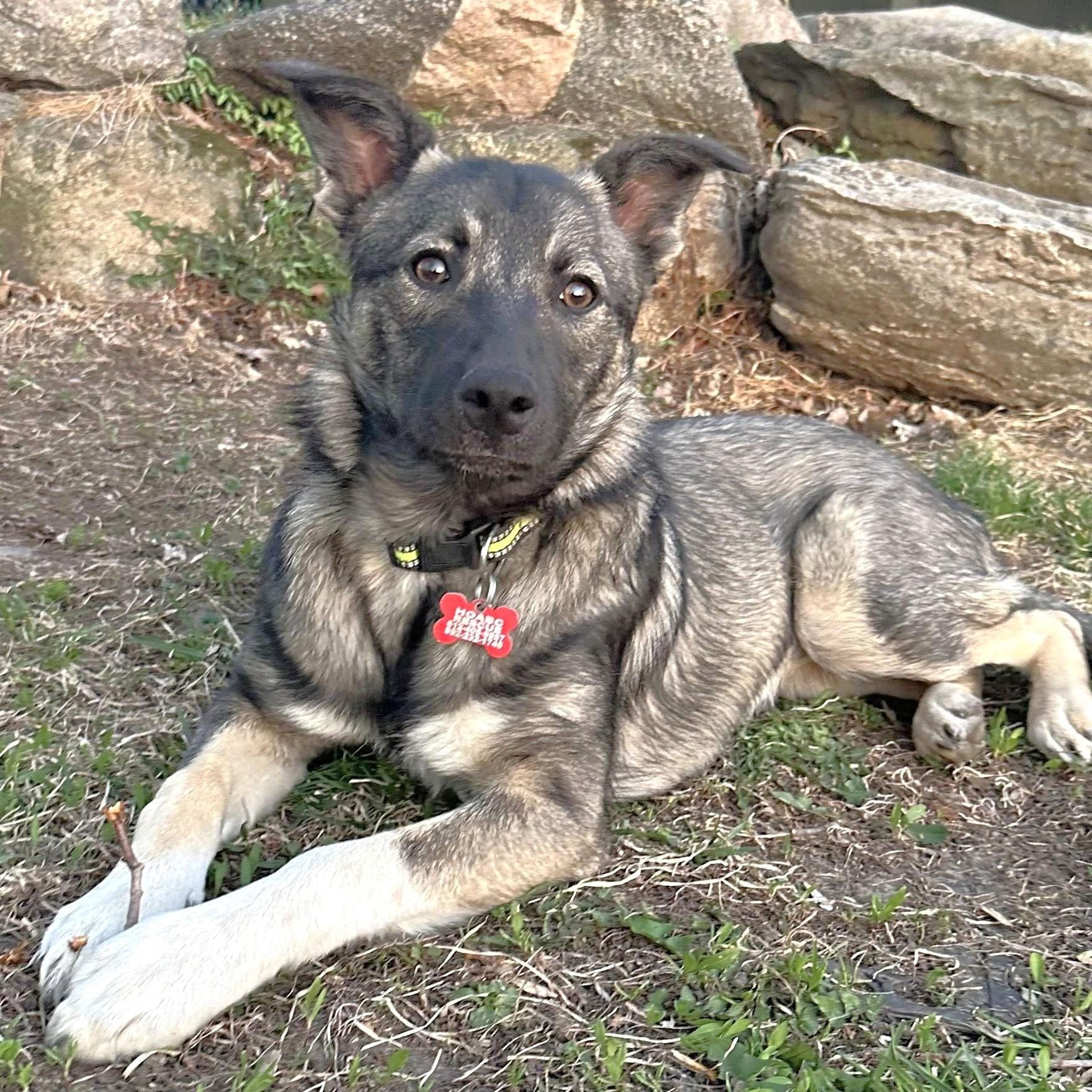 Bingo - $250 Adoption Fee!, an adoptable Border Collie, German Shepherd Dog in St. Joseph, MN, 56374 | Photo Image 2