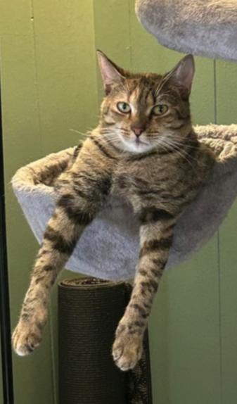 Delilah, Adoptable, Adult Female Domestic Short Hair.