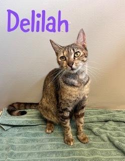 Enlarge Delilah, a Adoptable Domestic Short Hair in Ruskin, FL image 1/1