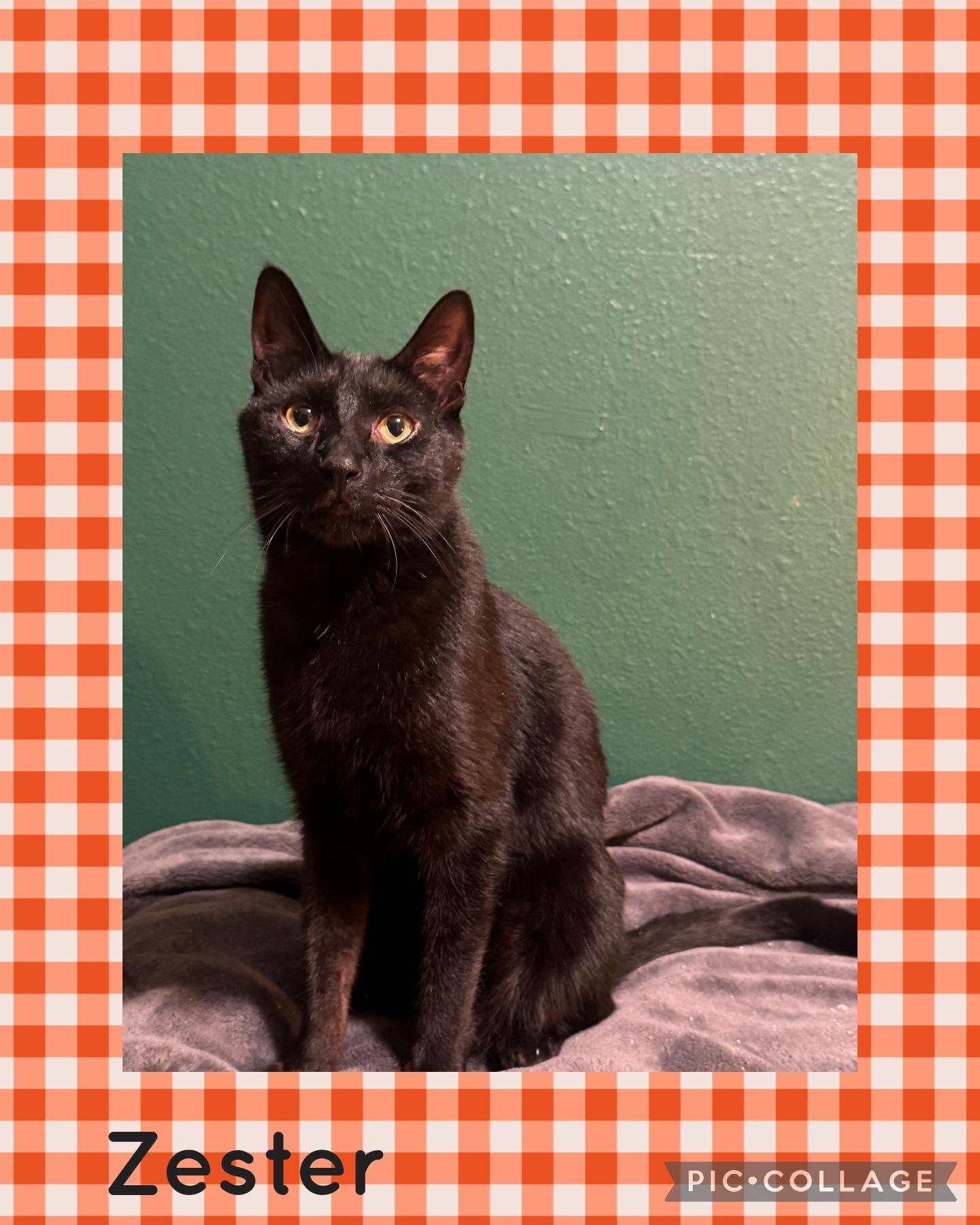Enlarge Zester, a Adoptable Domestic Short Hair in Newberg, OR image 1/1