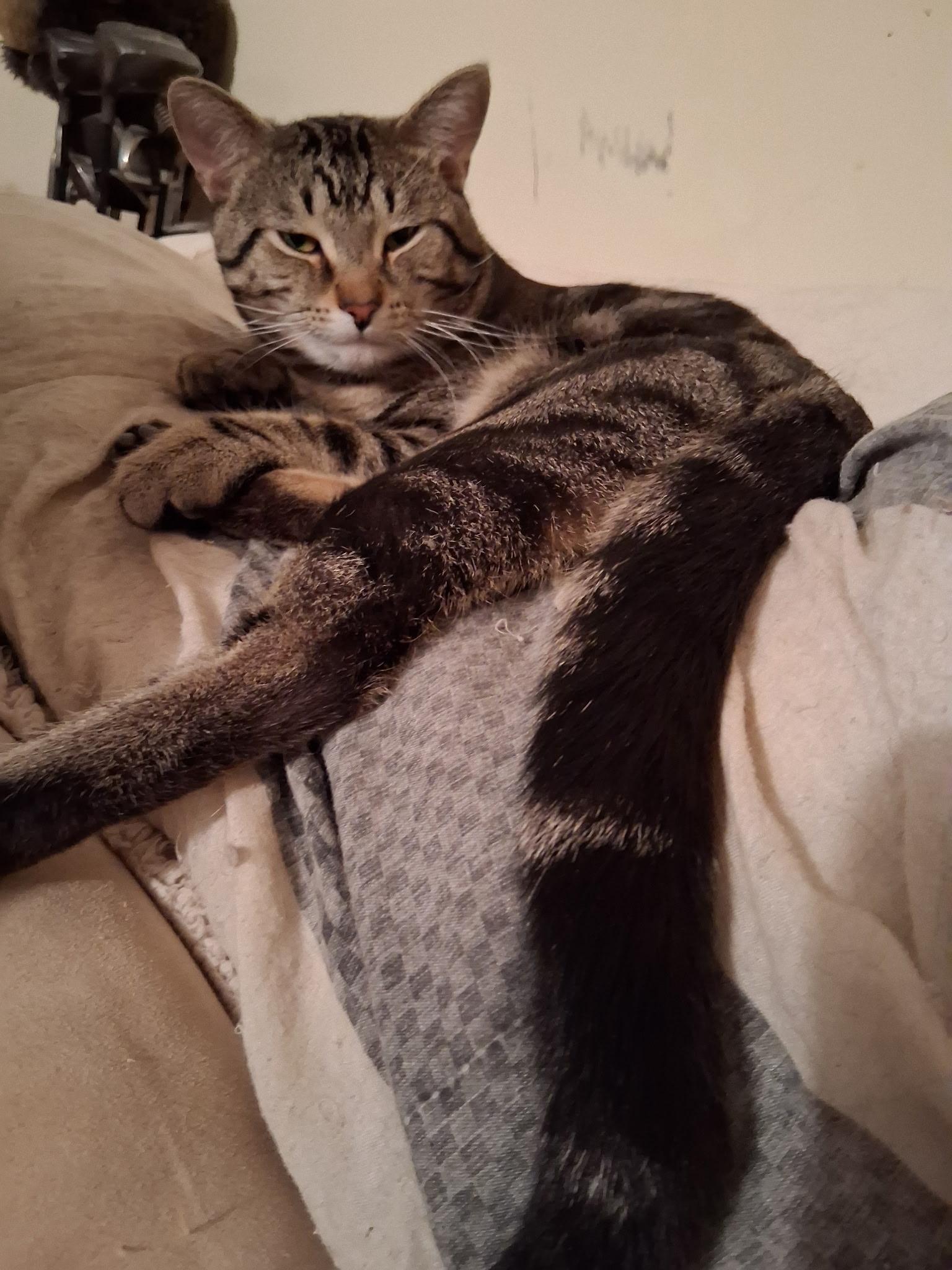 Tony the Tiger, Adoptable, Young Male Domestic Short Hair.