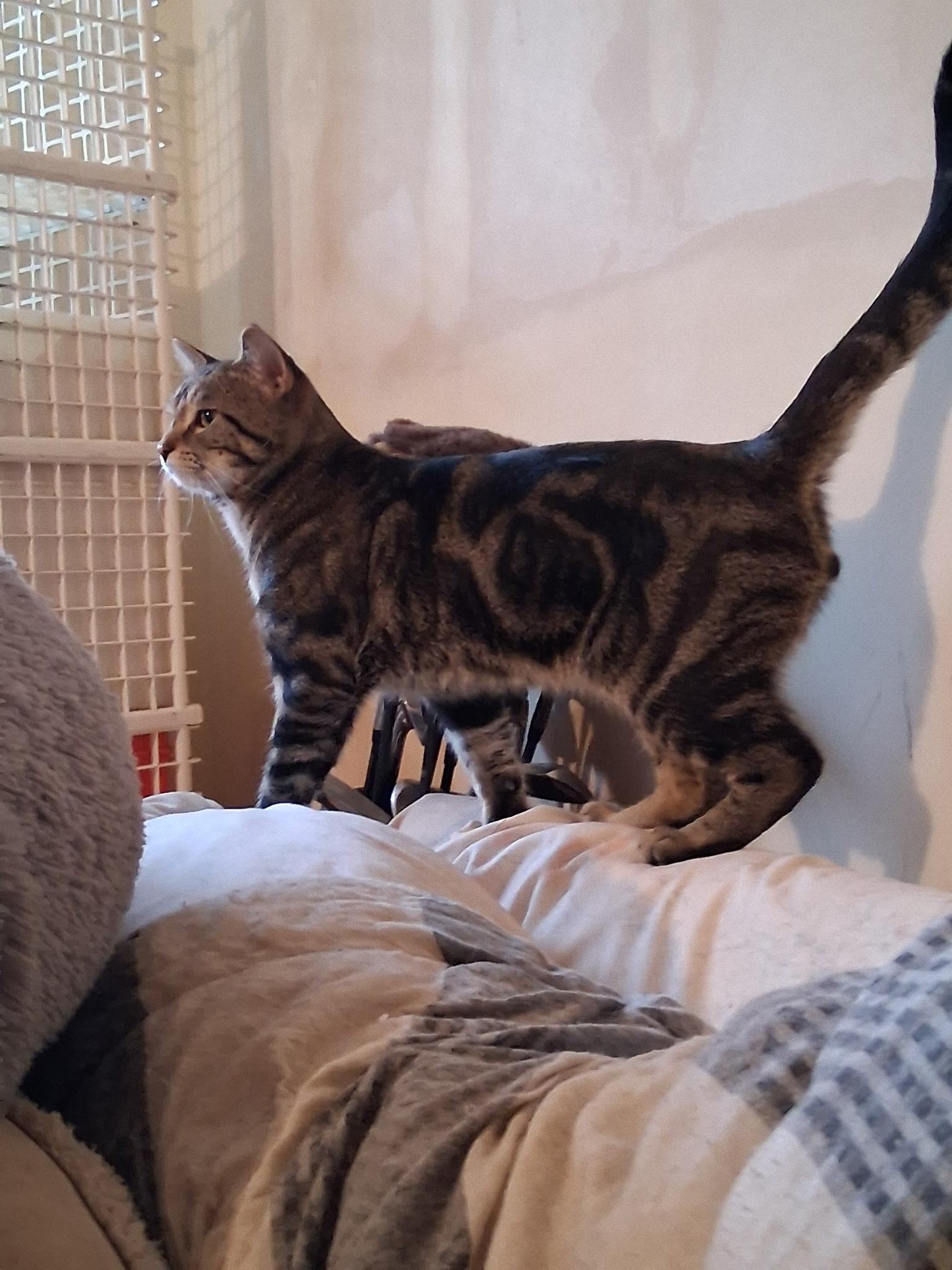 Enlarge Tony the Tiger, a Adoptable Domestic Short Hair in Montgomery, IL image 2/3