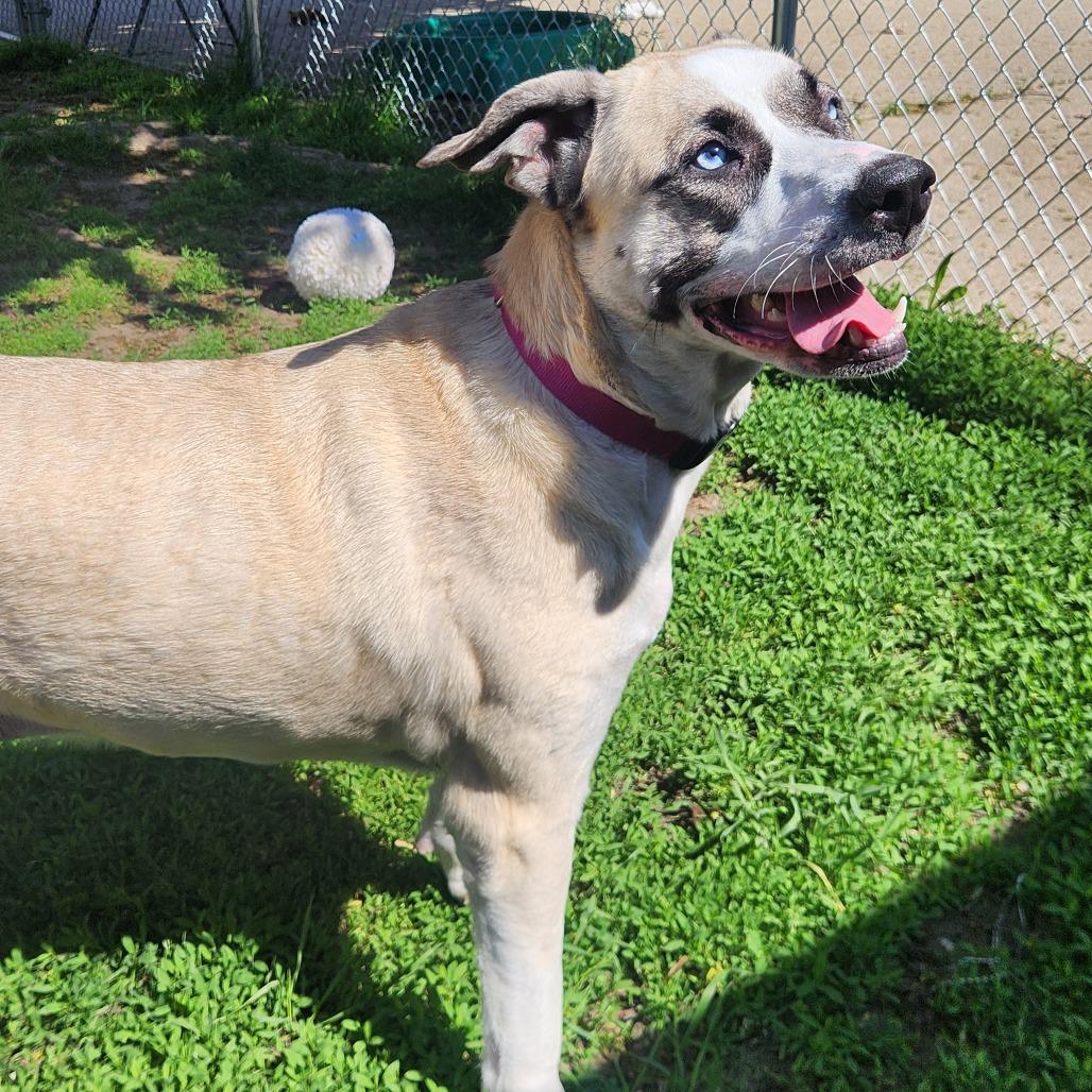 Bambi-$199 - in foster!, Adoptable, Young Female Mixed Breed.