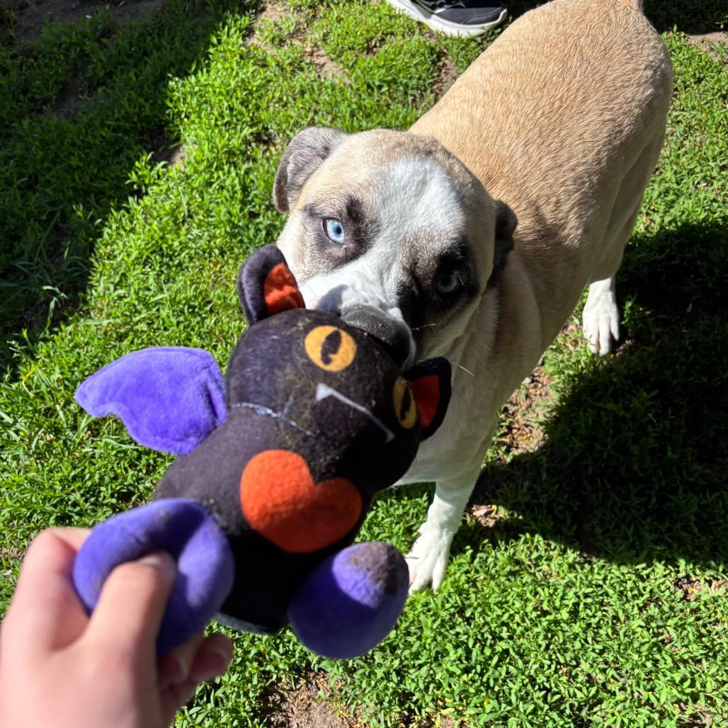 Bambi-$199 - in foster!, a Adoptable Mixed Breed in Springfield, MA image 3/6