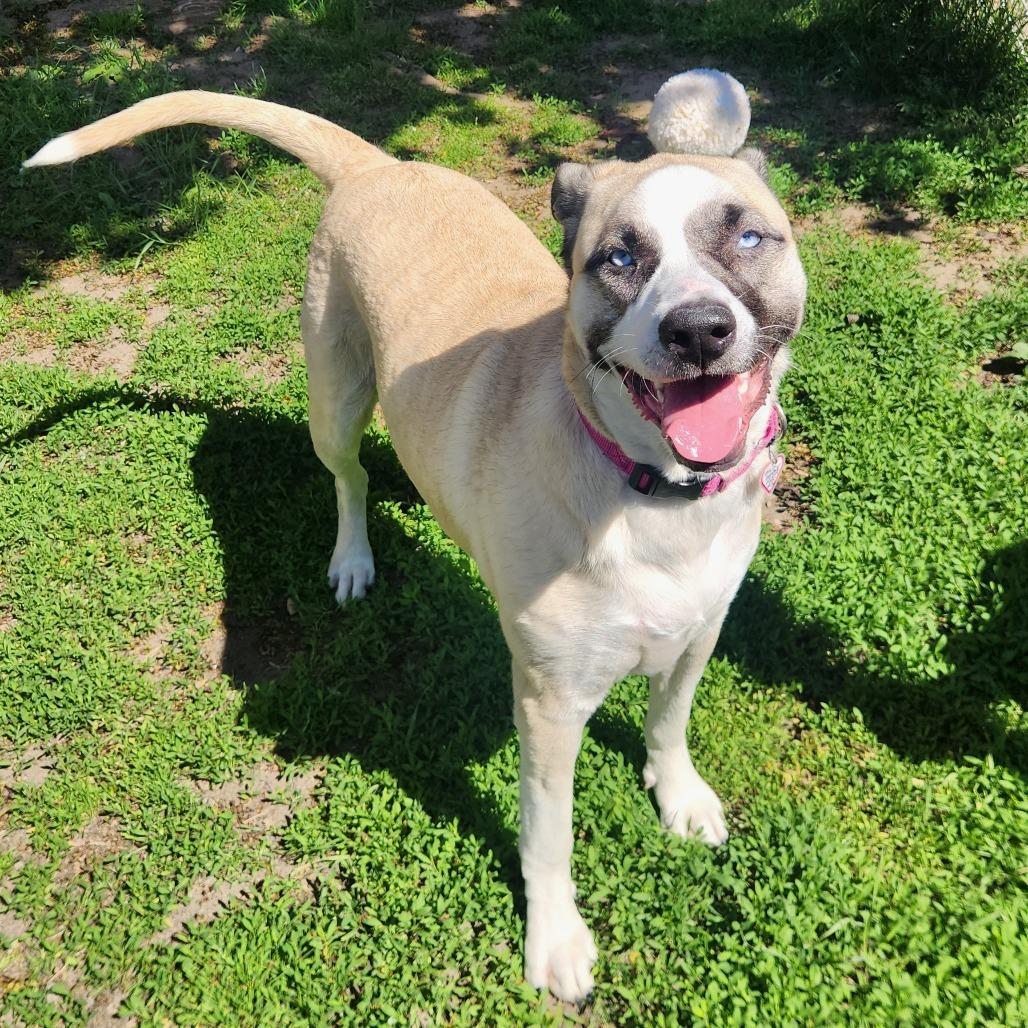 Bambi-$199 - in foster!, a Adoptable Mixed Breed in Springfield, MA image 4/6