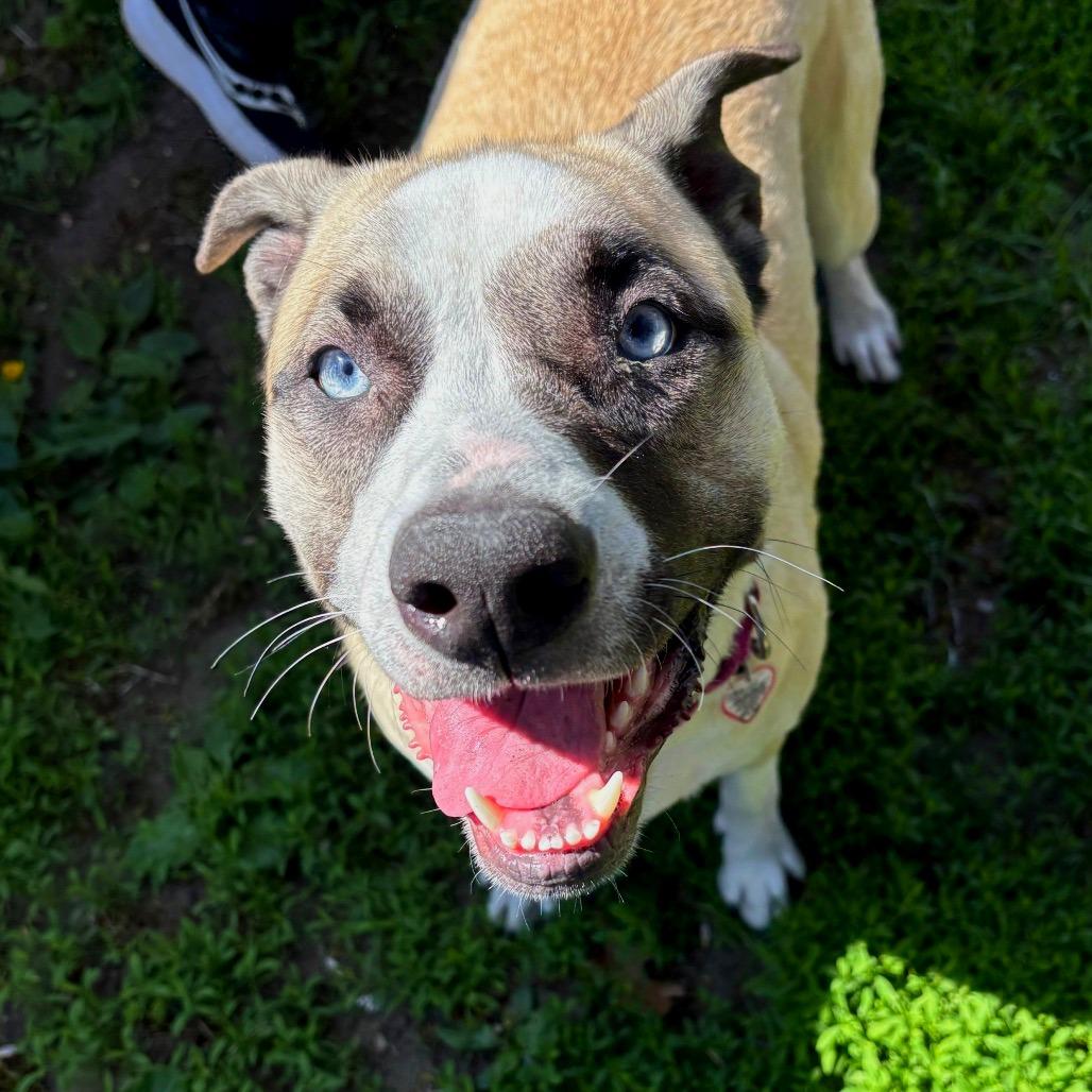 Bambi-$199 - in foster!, a Adoptable Mixed Breed in Springfield, MA image 5/6