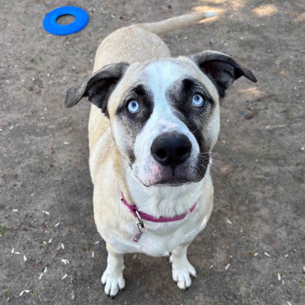 Bambi-$199 - in foster!, a Adoptable Mixed Breed in Springfield, MA image 6/6