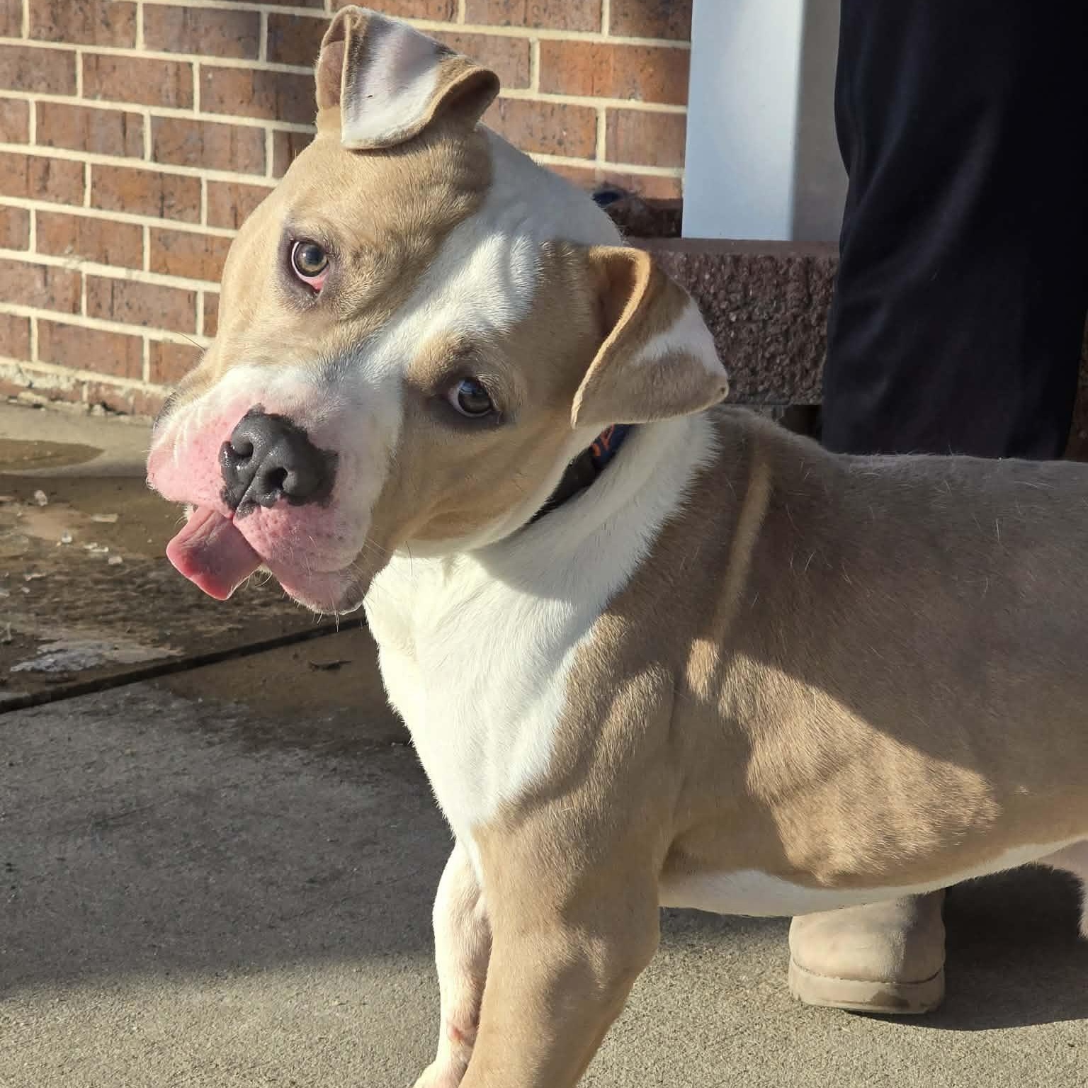 Enlarge Luka, an adopted American Bully in Waterloo, IA image 1/2