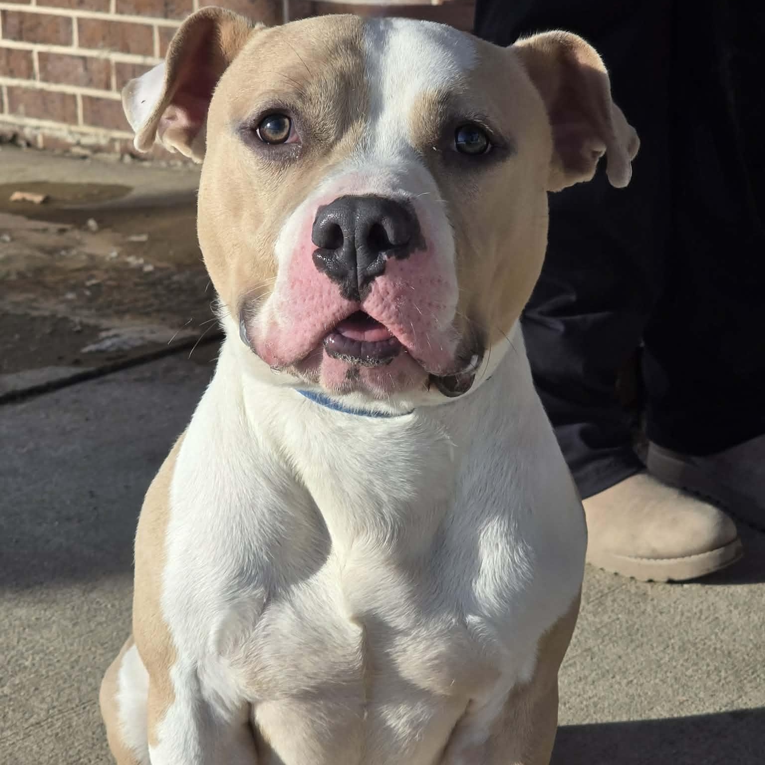 Enlarge Luka, an adopted American Bully in Waterloo, IA image 2/2