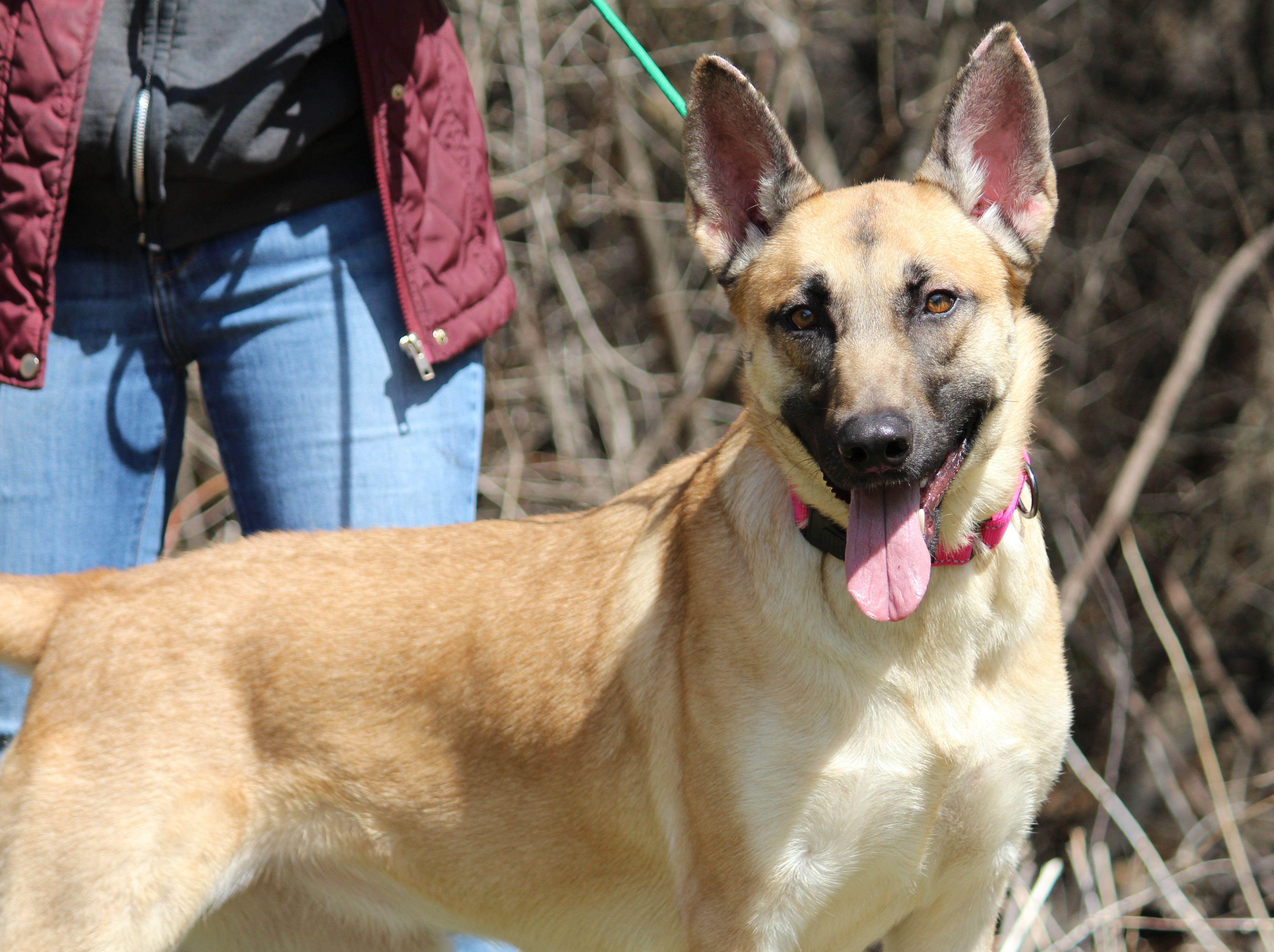 Enlarge Bailey, a ADOPTABLE mixed breed in Portage, WI image 2/6
