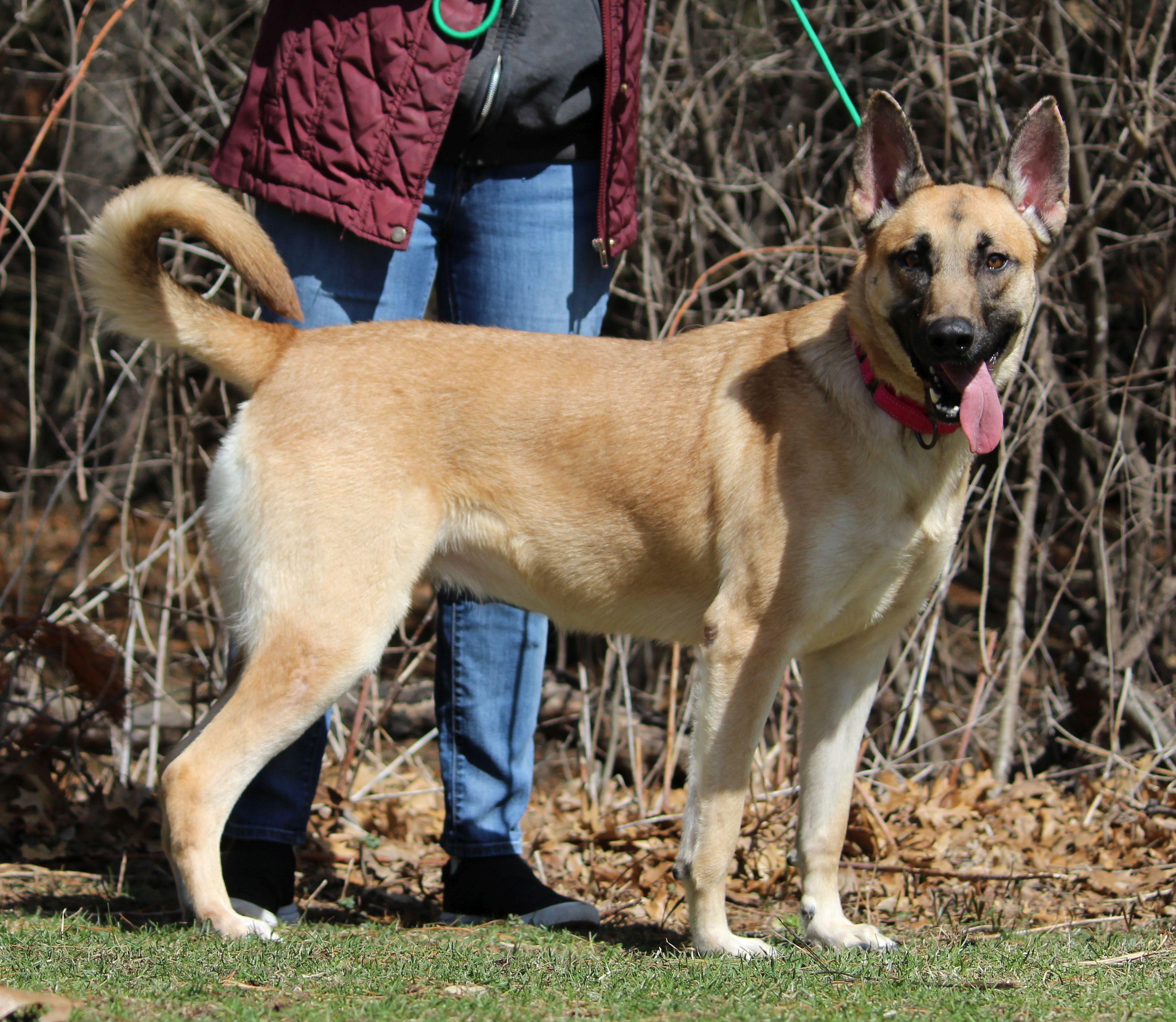 Enlarge Bailey, a ADOPTABLE mixed breed in Portage, WI image 3/6
