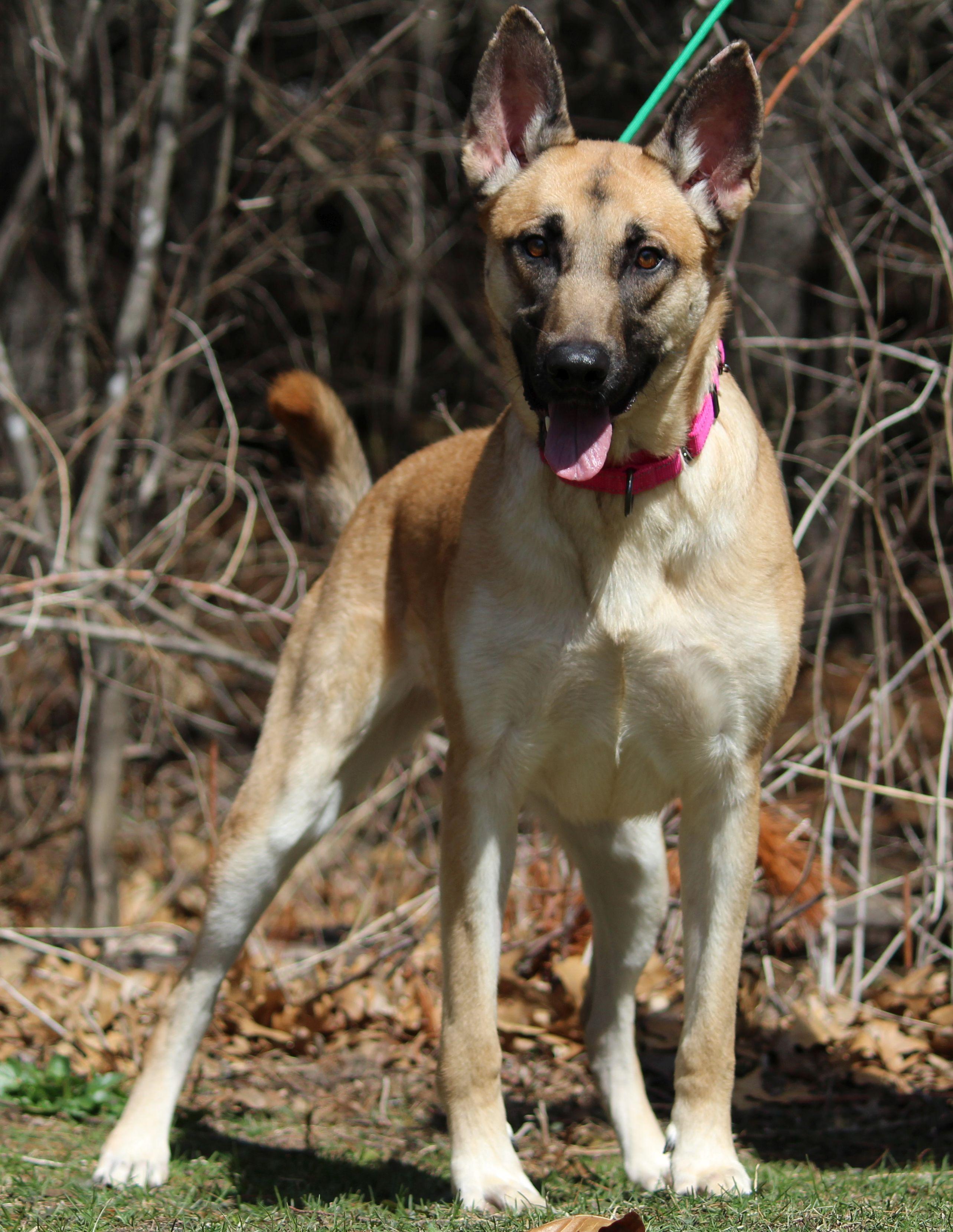 Enlarge Bailey, a ADOPTABLE mixed breed in Portage, WI image 5/6
