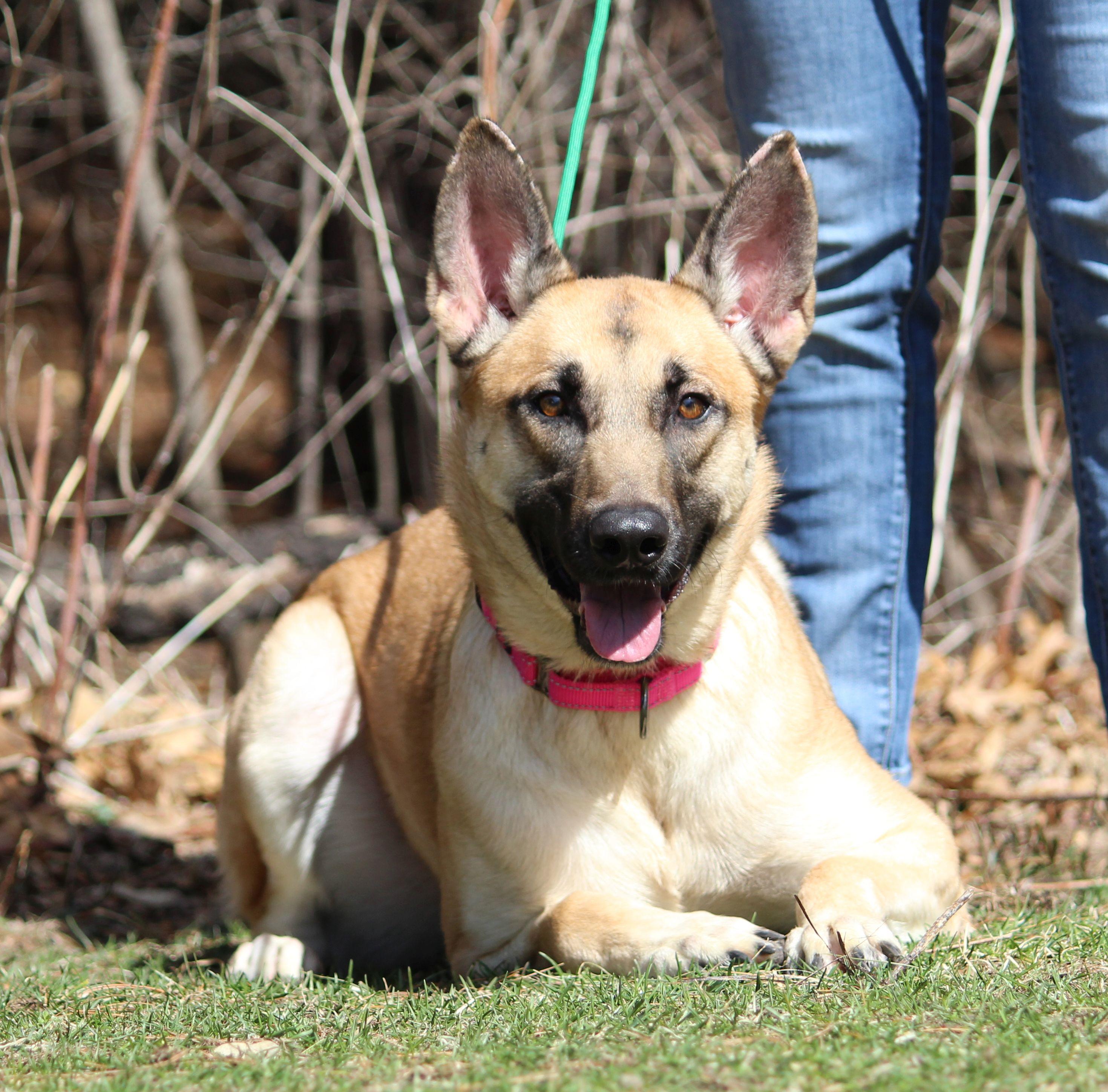 Enlarge Bailey, a ADOPTABLE mixed breed in Portage, WI image 1/6