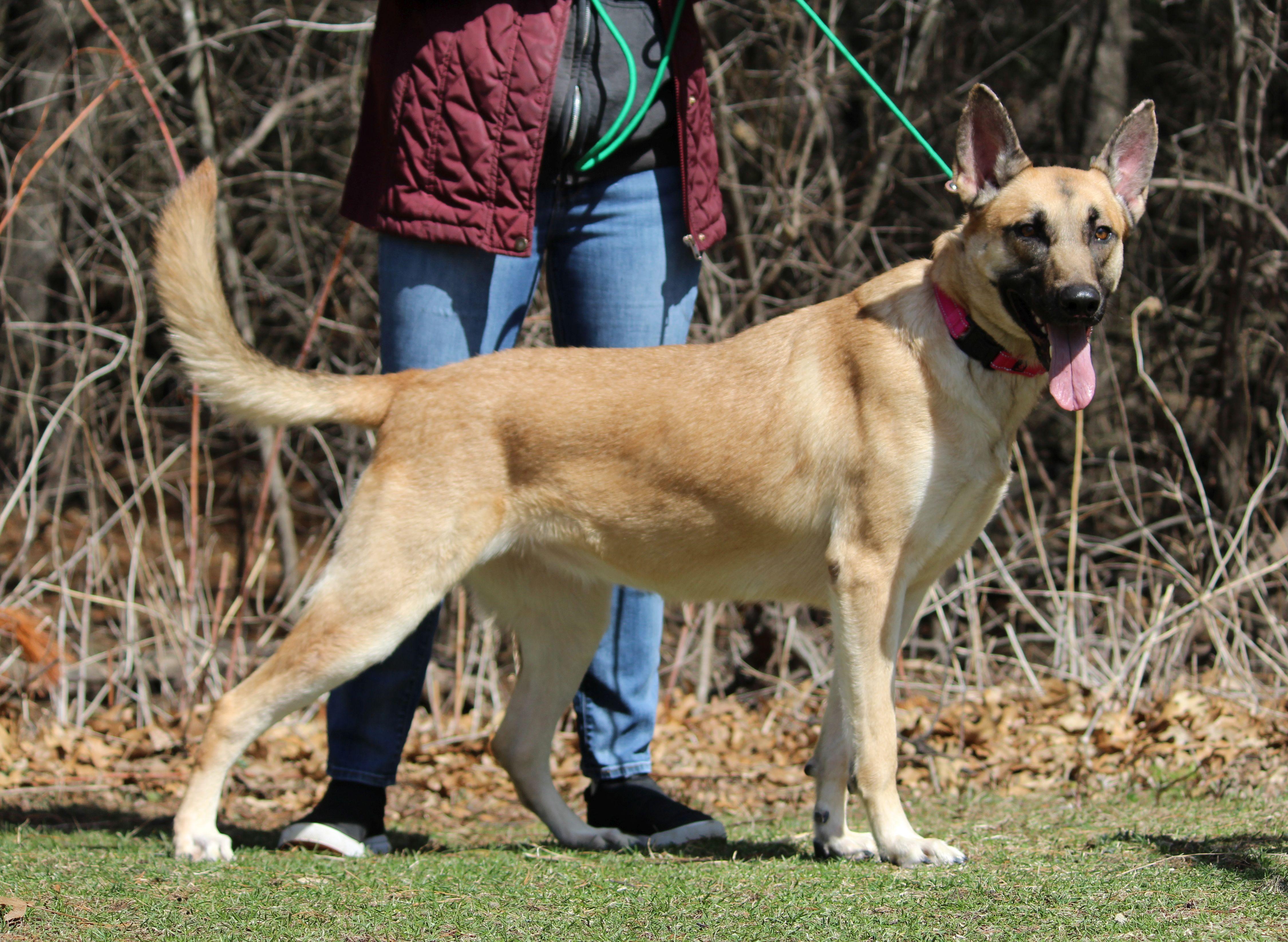 Enlarge Bailey, a ADOPTABLE mixed breed in Portage, WI image 6/6